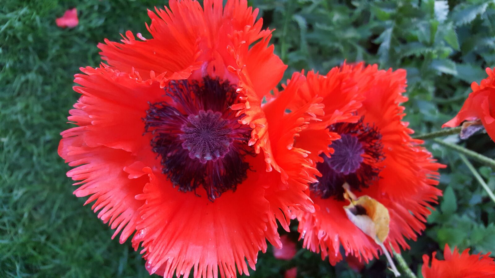 Samsung Galaxy S6 sample photo. Poppy, red, nature photography