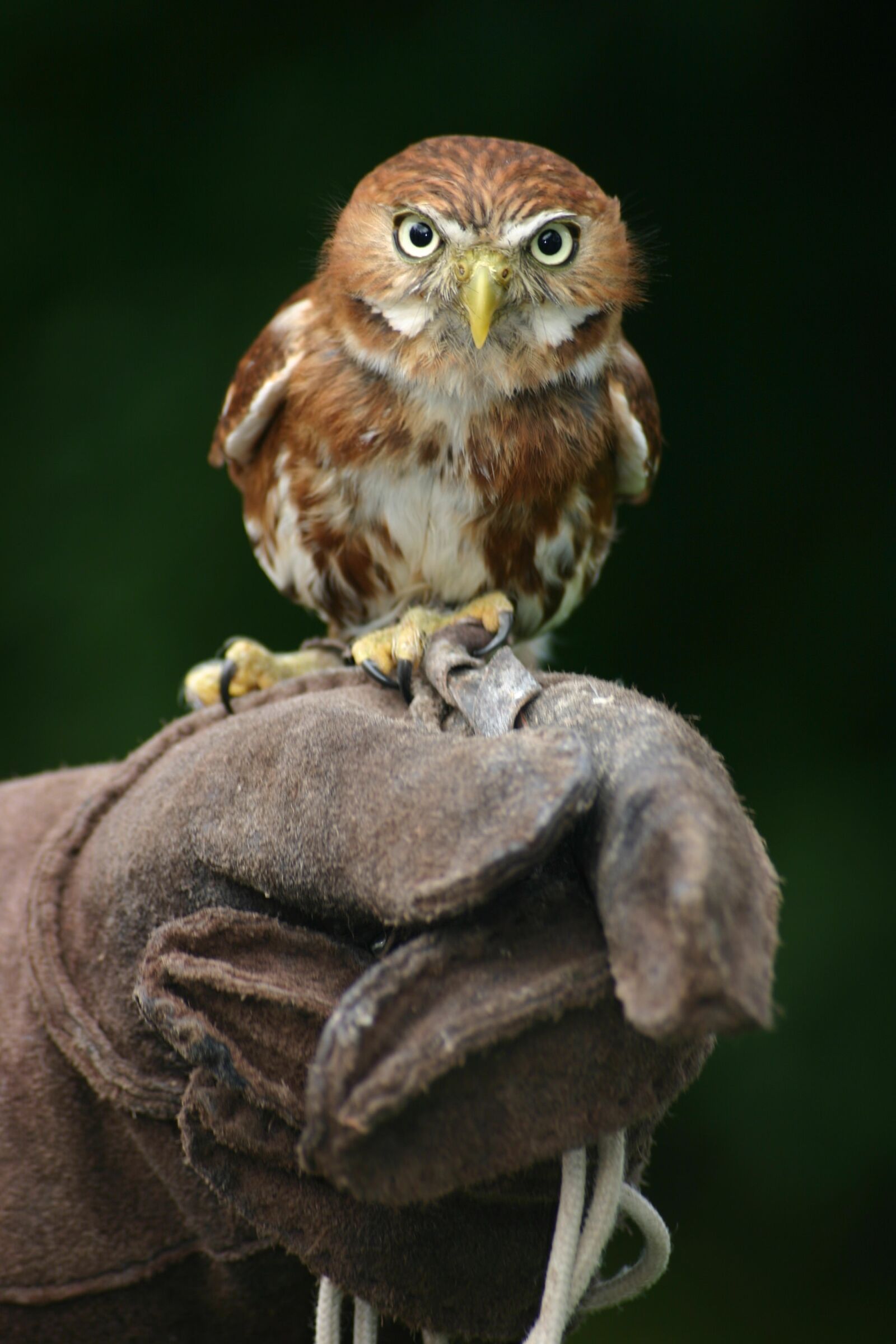 Canon EOS 300D (EOS Digital Rebel / EOS Kiss Digital) sample photo. Animal, owl, beak photography