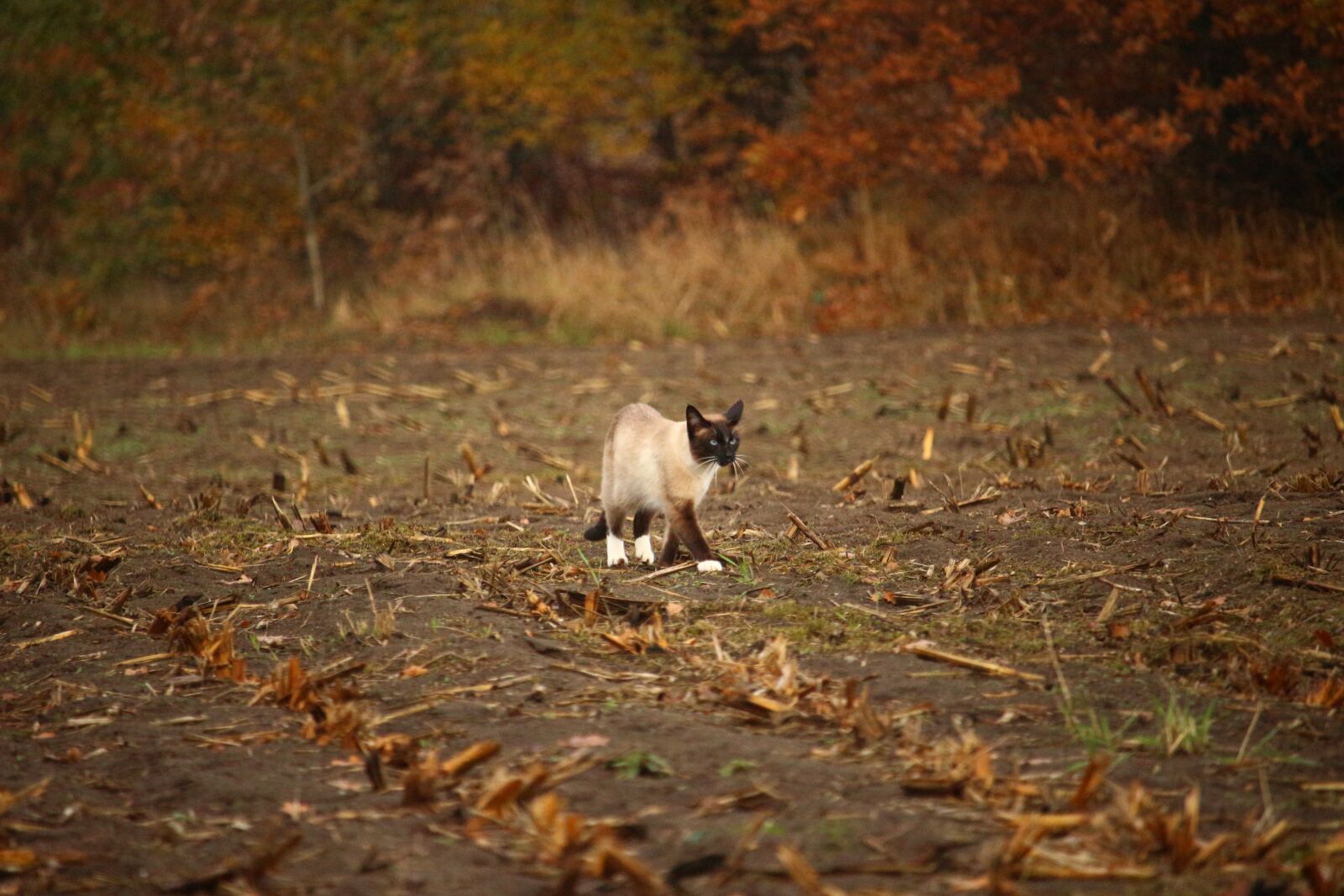 Canon EOS 100D (EOS Rebel SL1 / EOS Kiss X7) sample photo. Cat, siam, mieze photography