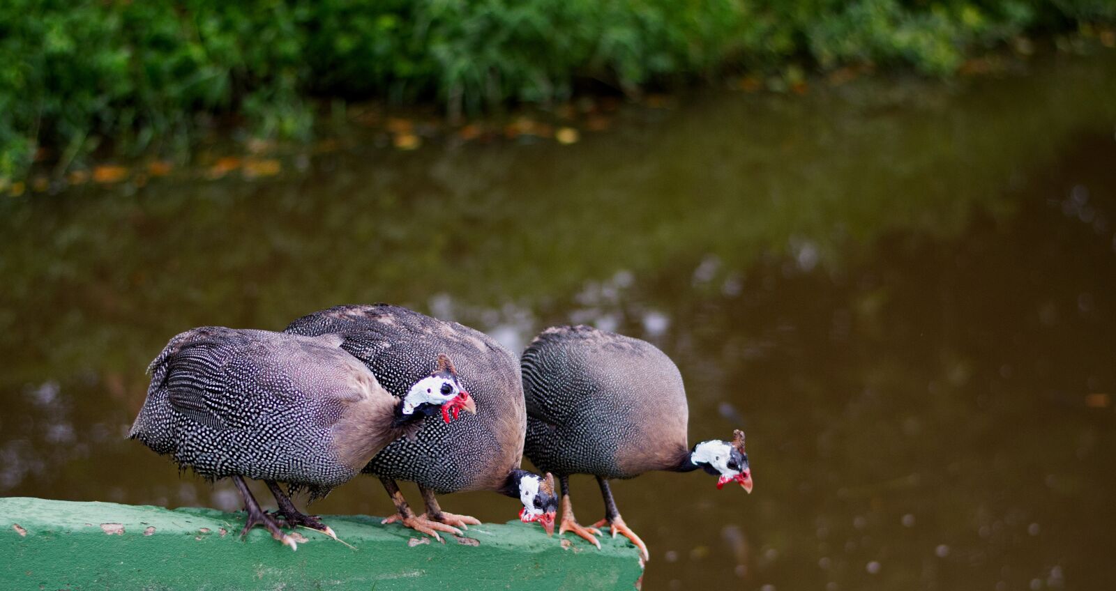 Nikon D5600 sample photo. Guinea fowl, bird, animal photography