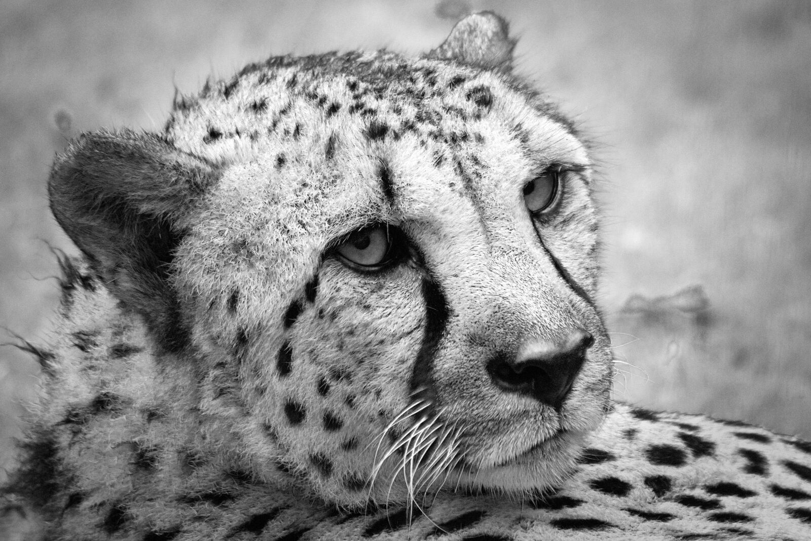 Pentax K-S2 sample photo. Cheetah, large cat, animal photography