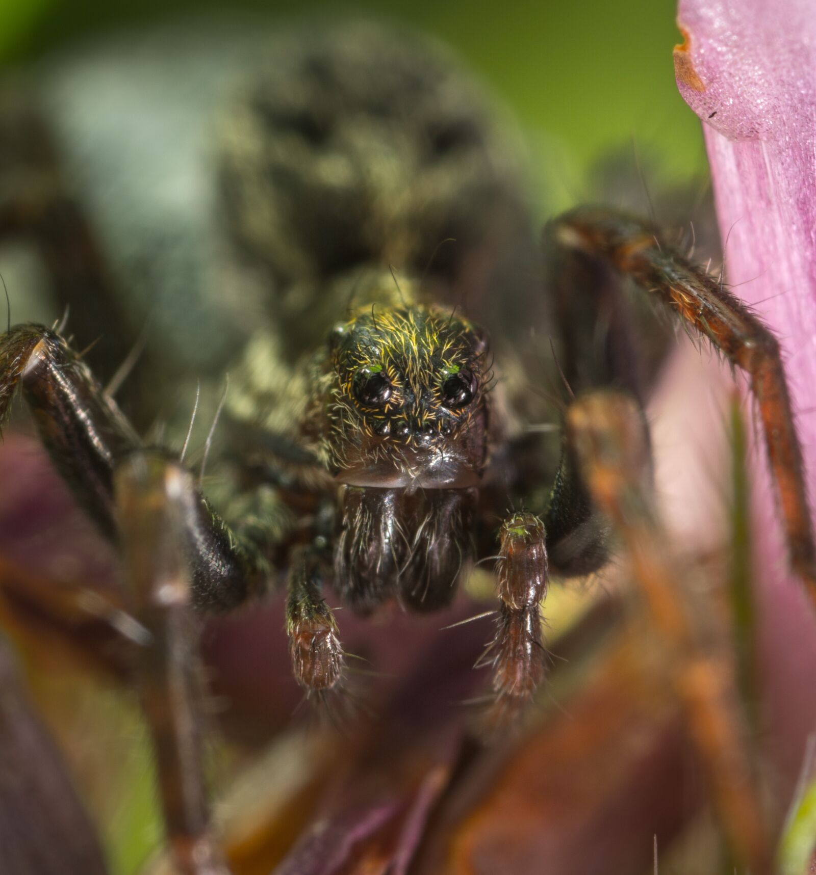 #124 65/2.8 sample photo. Spider, bespozvonochnoe, arachnids photography
