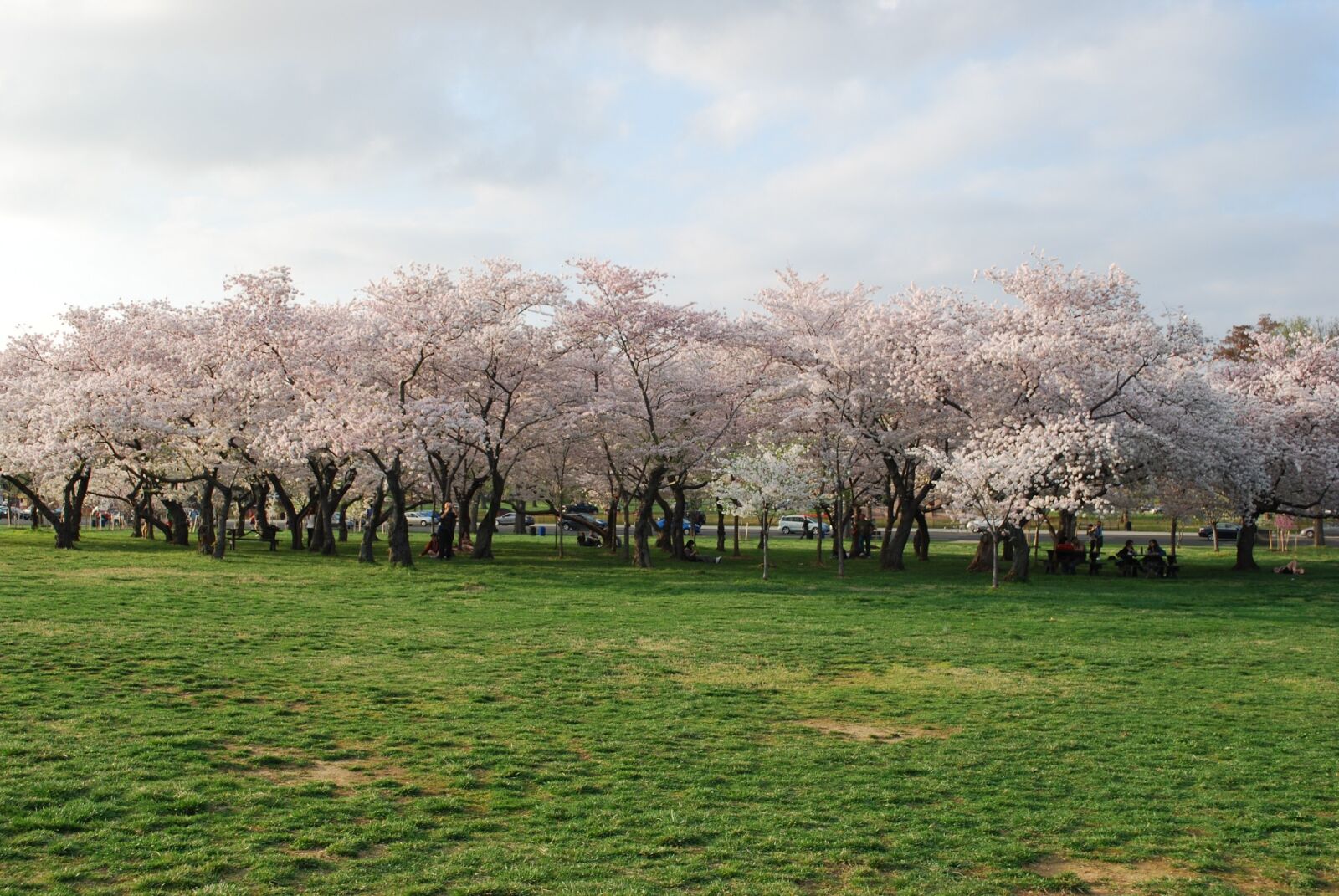 Nikon D60 sample photo. Cherry, blossom, contras, dc photography
