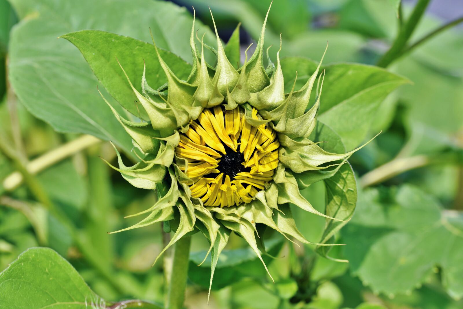 Nikon D7200 sample photo. Sunflower, bud, blossom photography