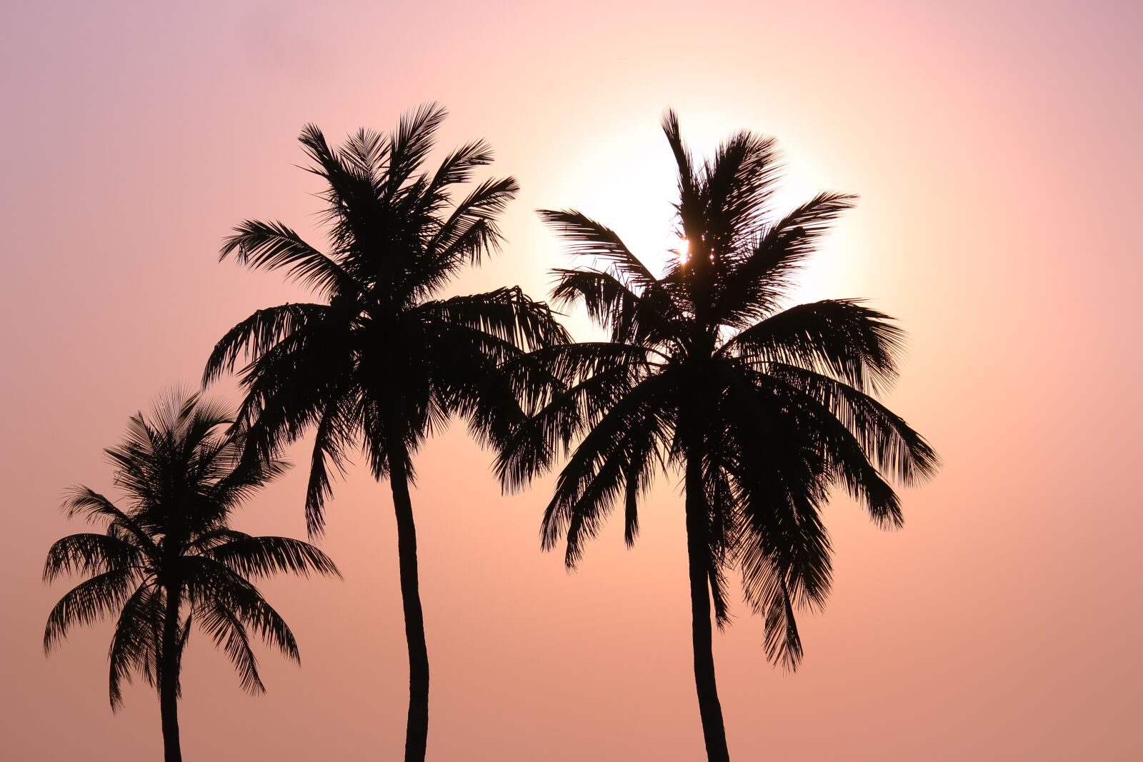 Canon EOS 700D (EOS Rebel T5i / EOS Kiss X7i) sample photo. Sunset, coconut trees, beautiful photography