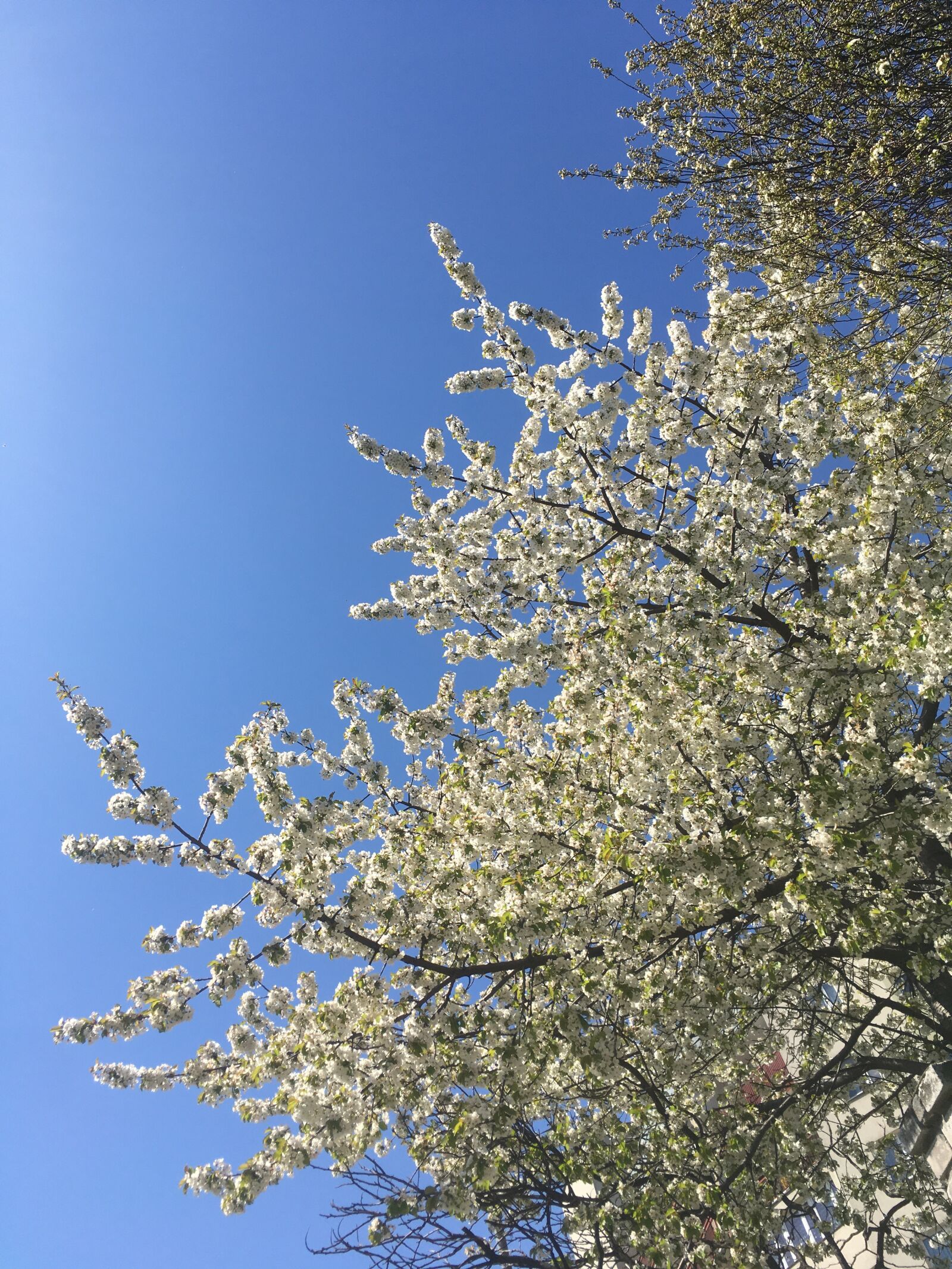 iPhone SE back camera 4.15mm f/2.2 sample photo. Flowers, tree, spring photography