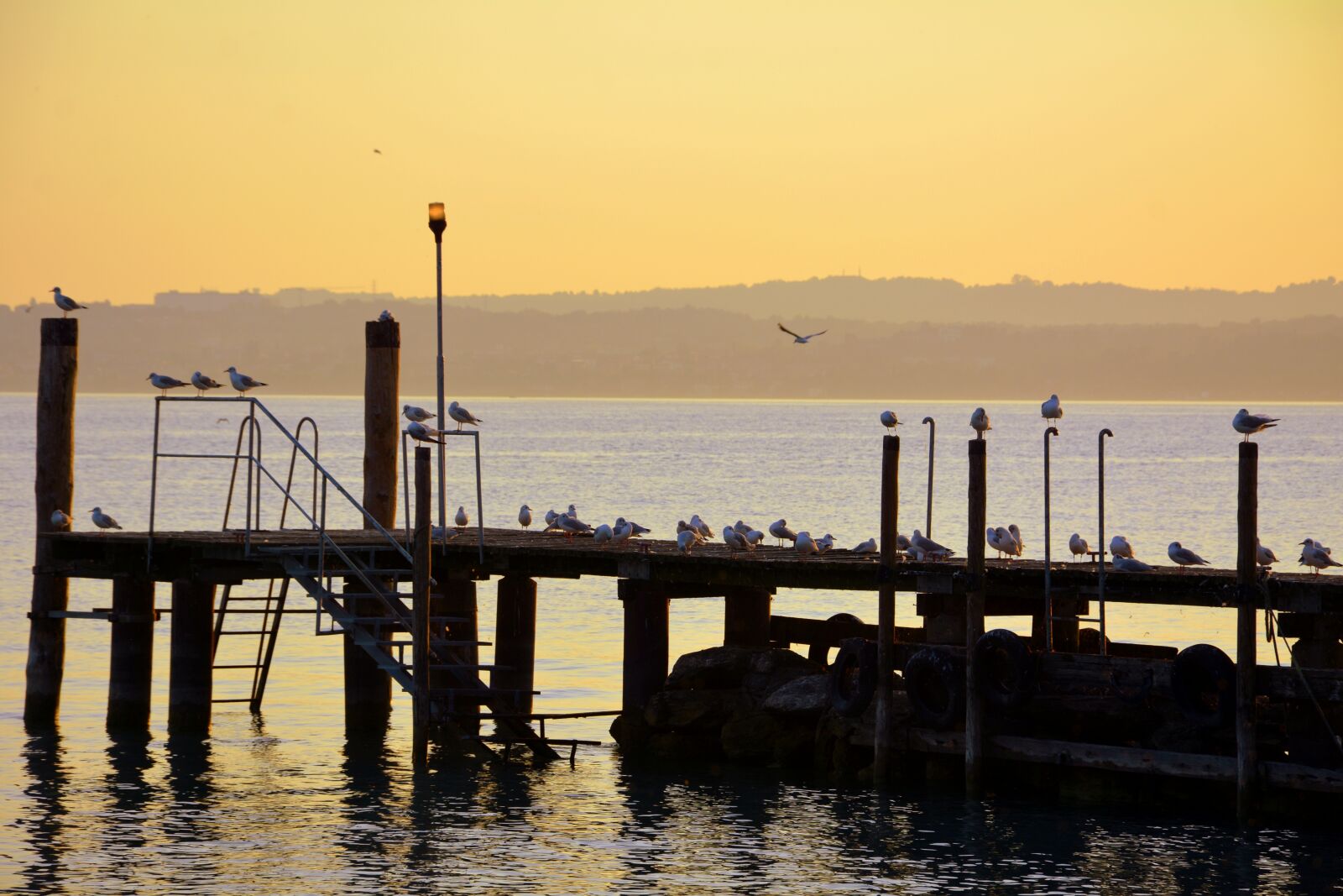 Nikon D7100 sample photo. Seagulls, rest, jetty photography