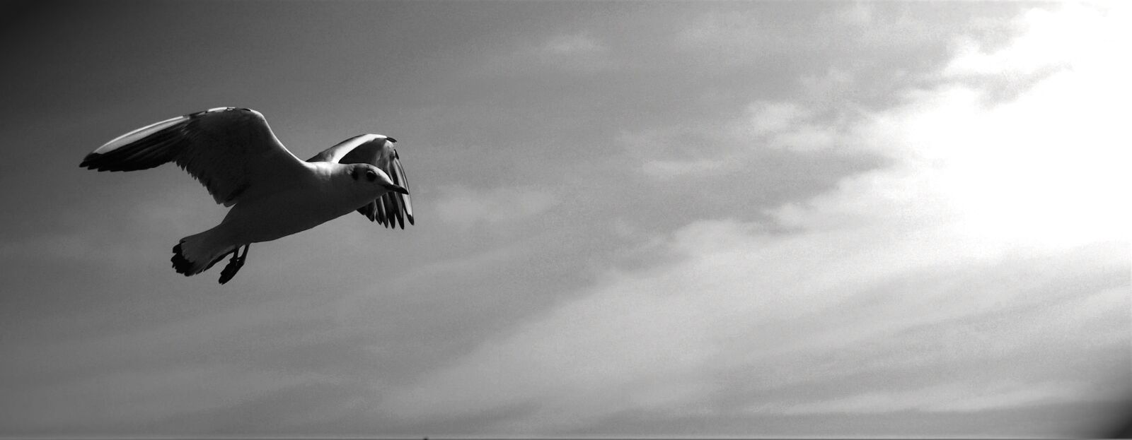 Olympus E-420 (EVOLT E-420) sample photo. Gulls, animals, birds photography