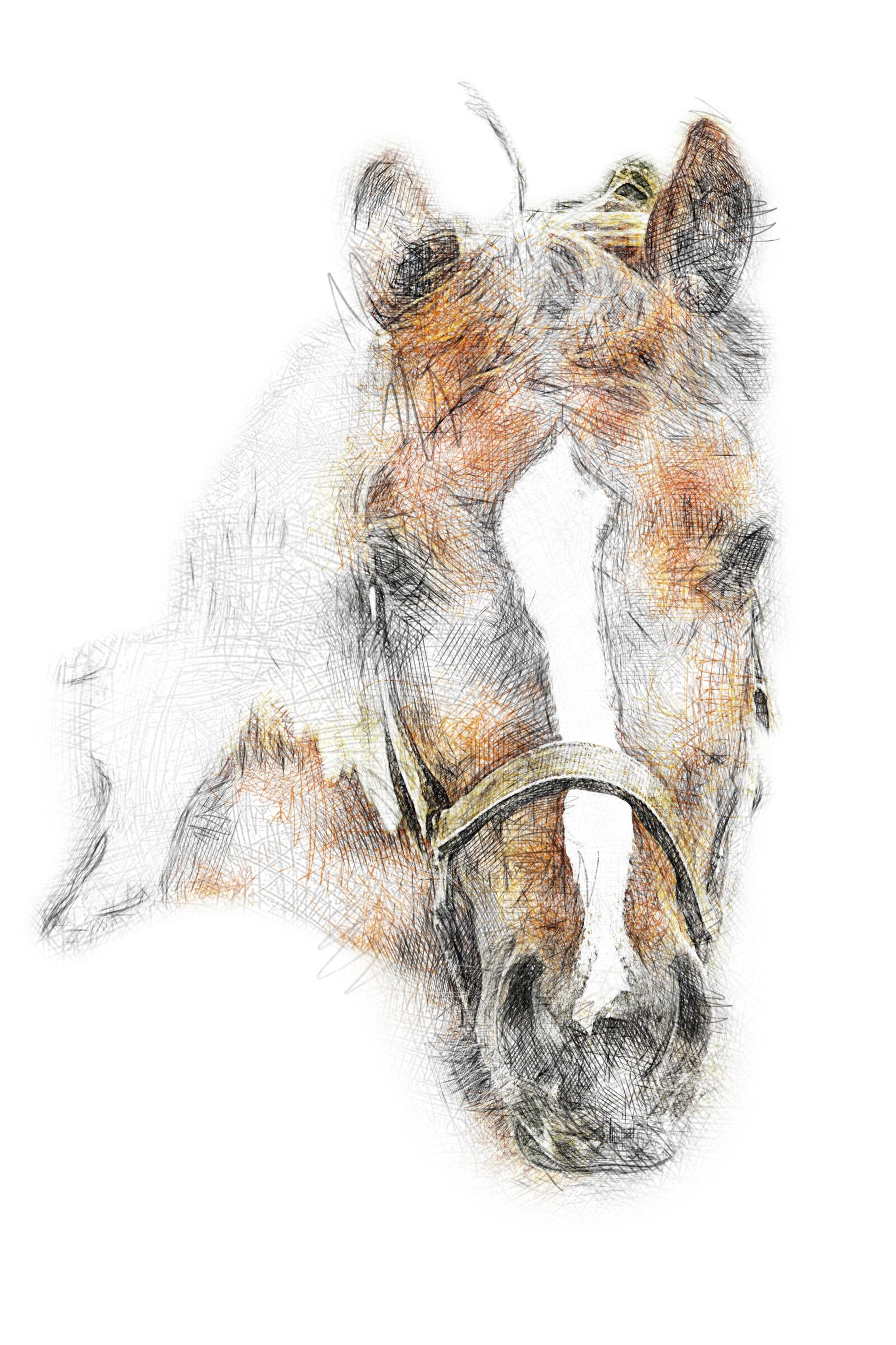 Canon EOS 550D (EOS Rebel T2i / EOS Kiss X4) sample photo. Animal, horse, portrait of photography