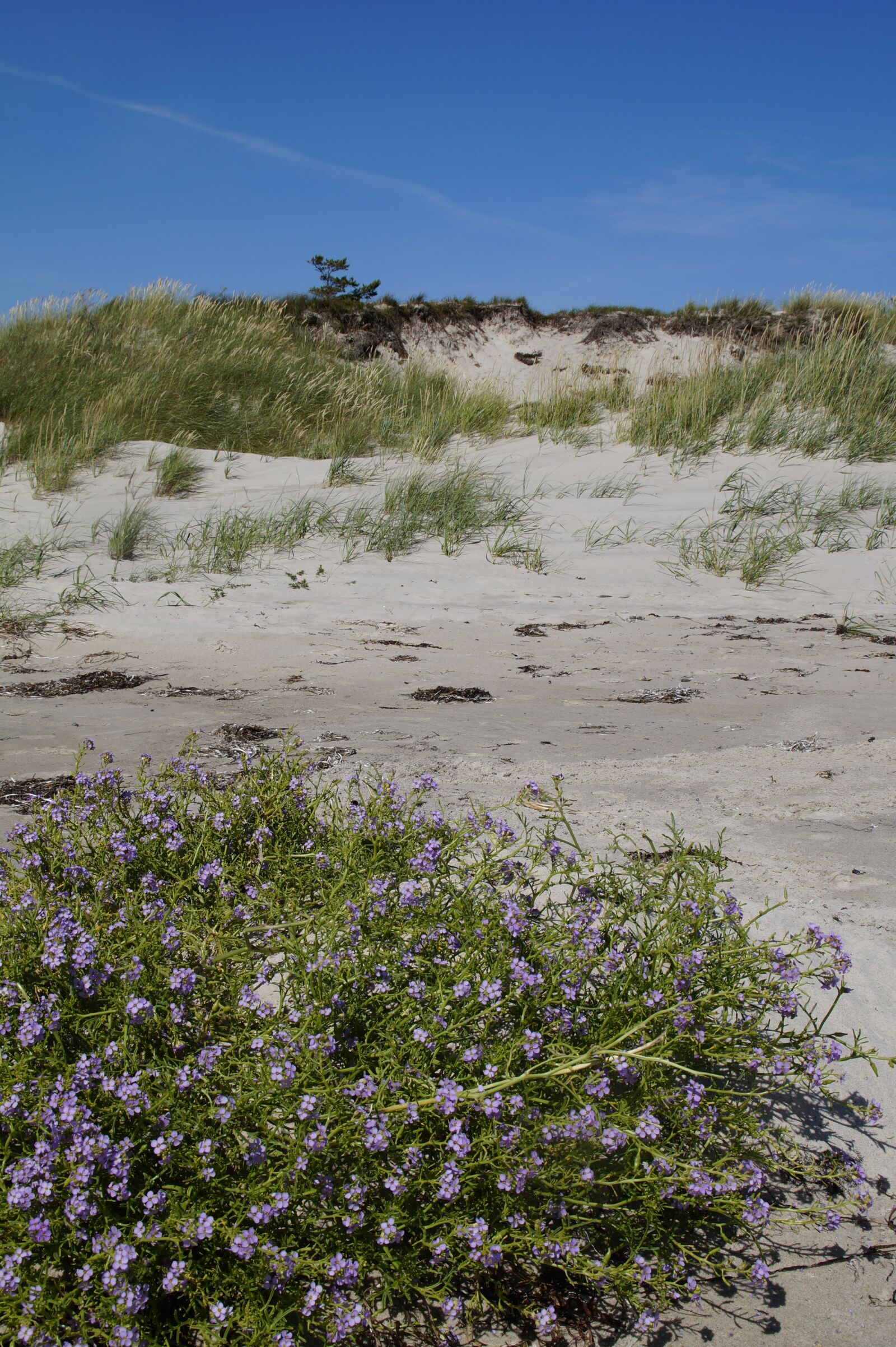 Sony SLT-A58 sample photo. Dune, dune landscape, grasses photography