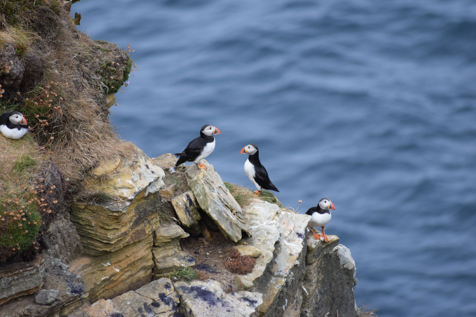 Nikon D5300 sample photo. Puffin, bird, nature photography