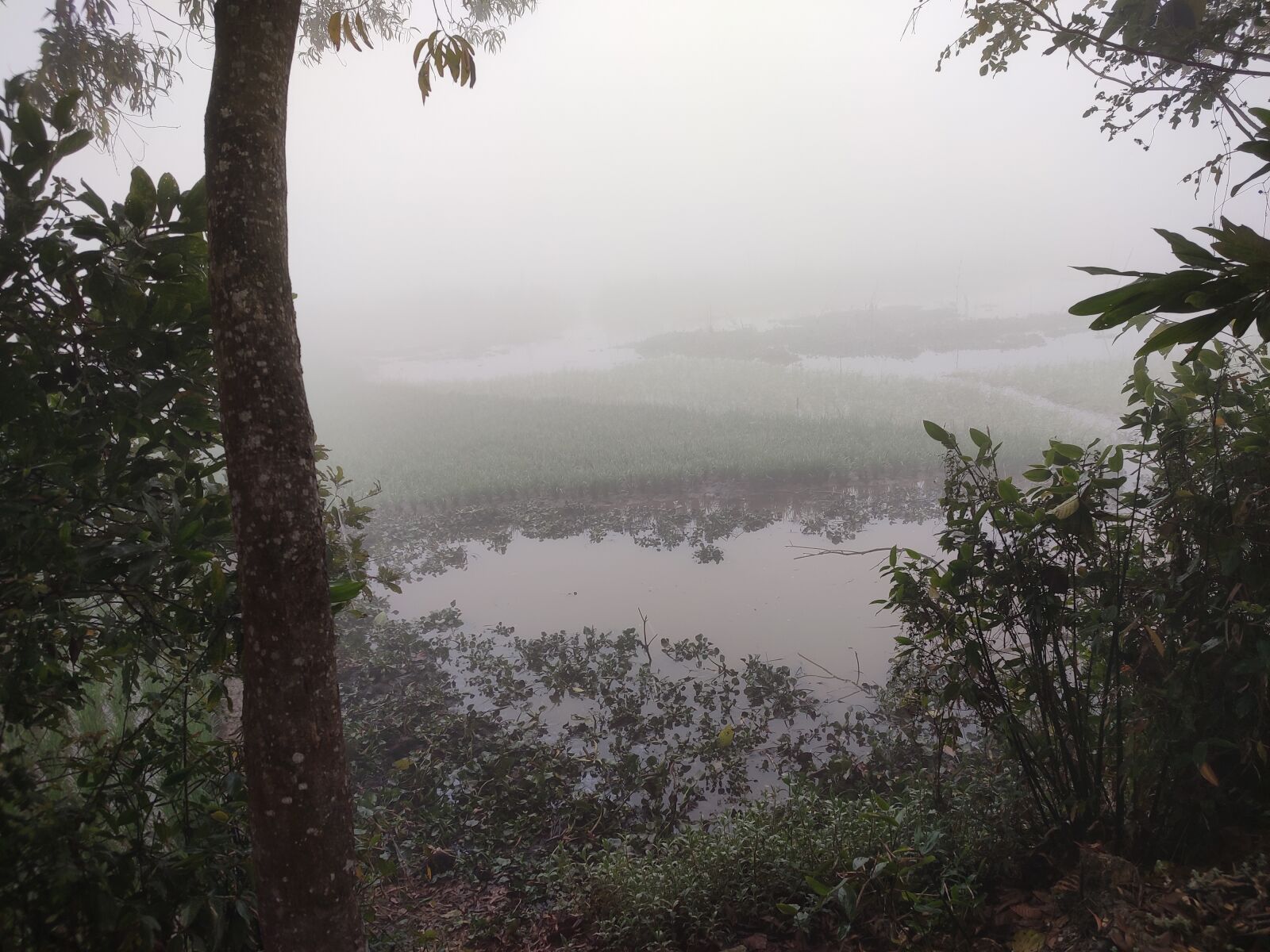 Xiaomi Redmi Note 7 Pro sample photo. Fog, winter morning, fog photography