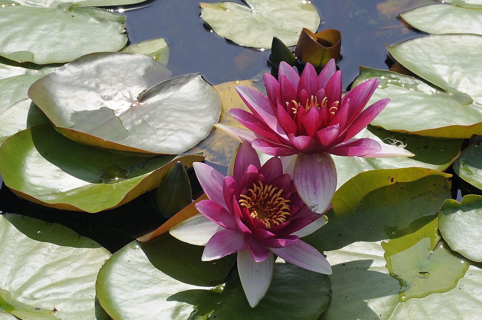 Nikon D90 sample photo. Two water lilies, pond photography
