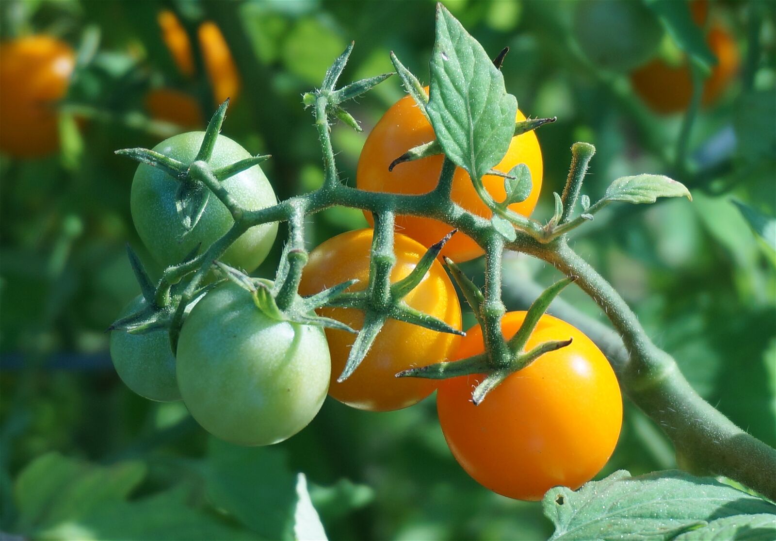 Sony Alpha NEX-5T sample photo. Ripening tomatoes, tomato, tomatoes photography