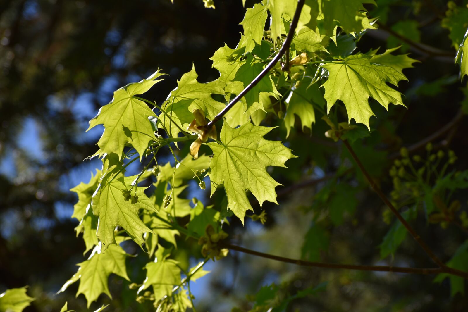 Nikon D3500 sample photo. Maple leaves, spring, flora photography