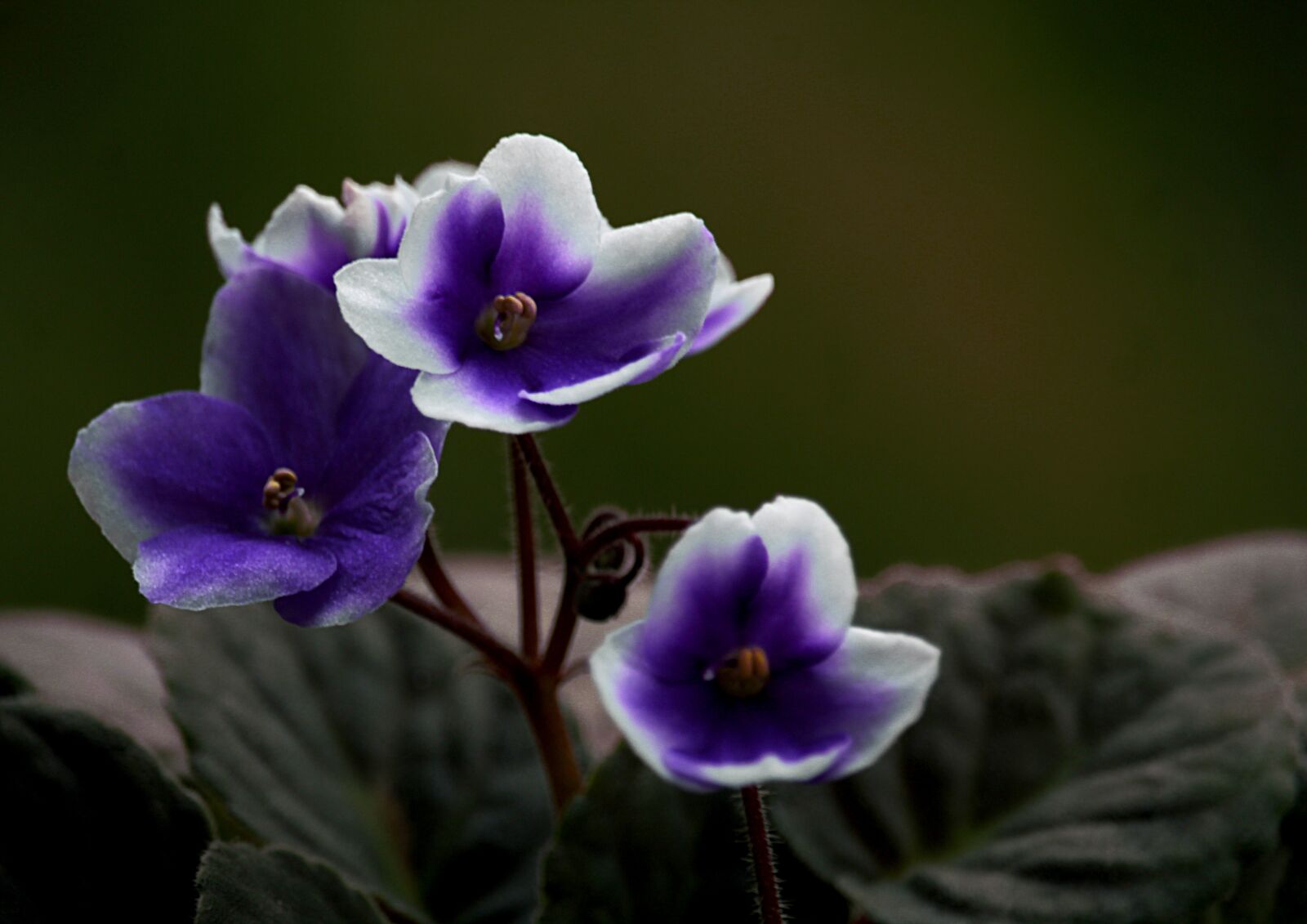 Canon EOS 1200D (EOS Rebel T5 / EOS Kiss X70 / EOS Hi) sample photo. Violet, flowers, plant photography