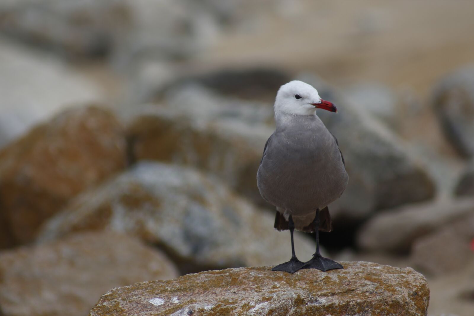 Canon EF 75-300mm f/4-5.6 USM sample photo. Bird, sea, seagull photography