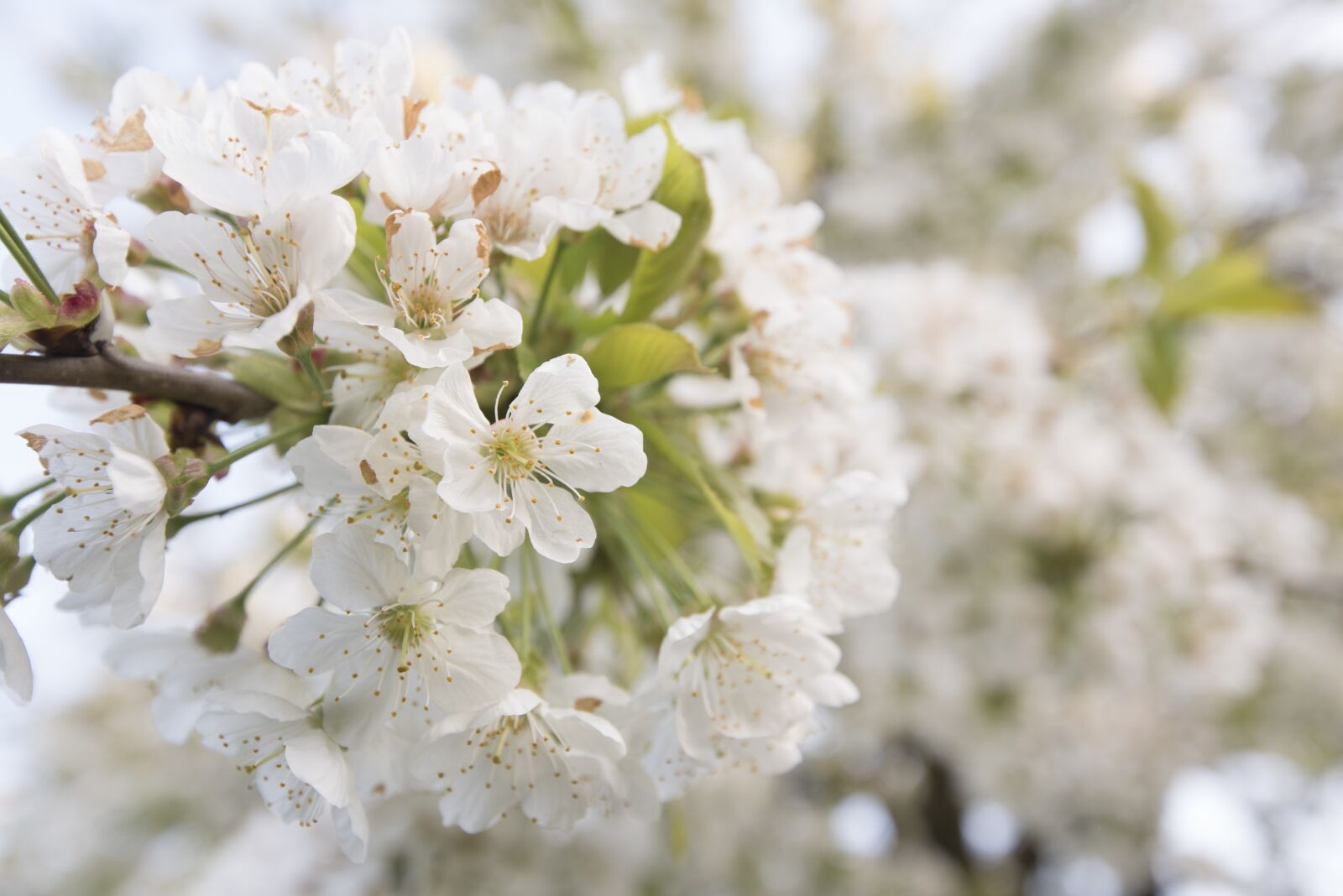 Nikon D750 sample photo. Cherry blossom, cherries, cherry photography