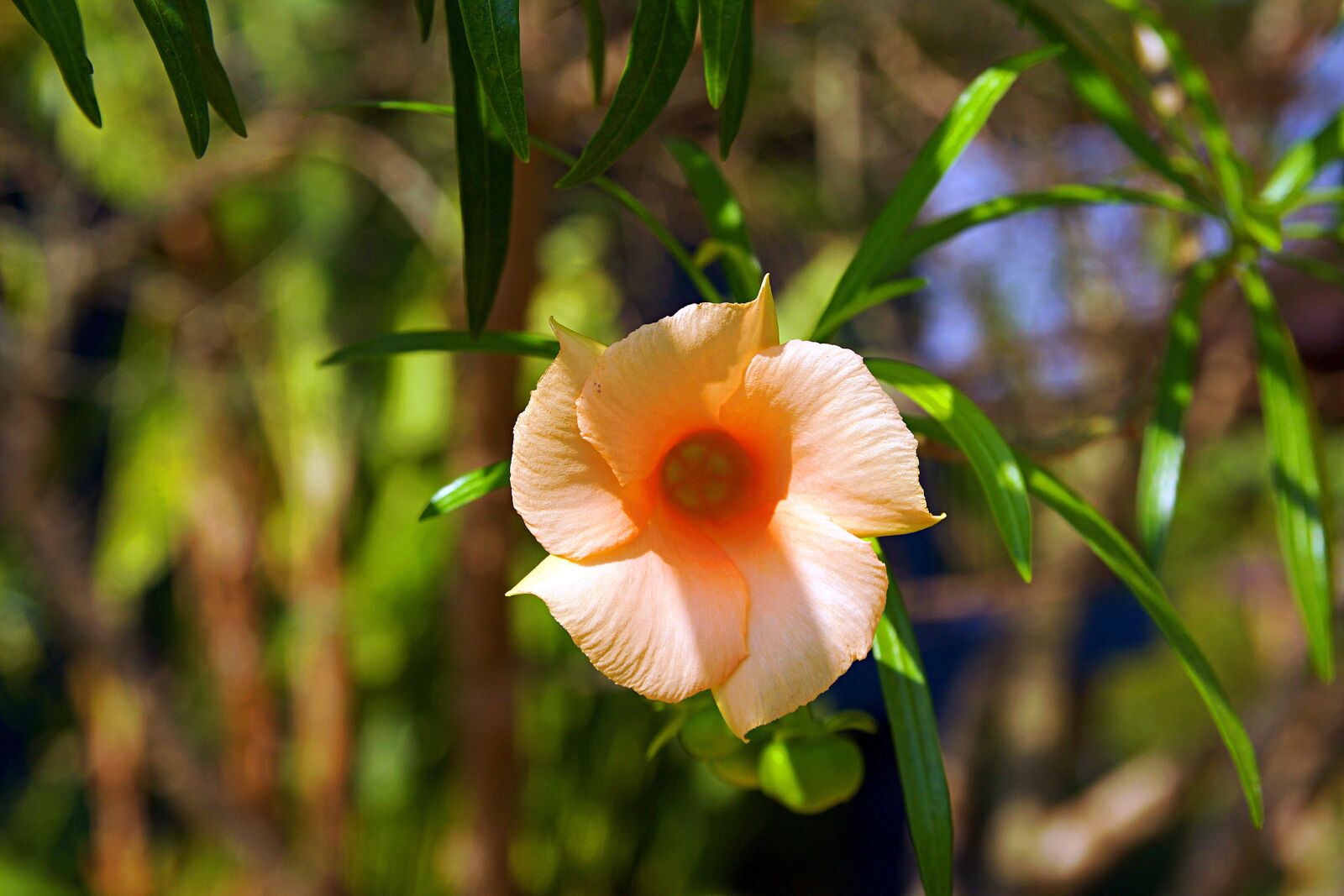 Canon EOS 600D (Rebel EOS T3i / EOS Kiss X5) sample photo. Chiang rai, thailand, nature photography