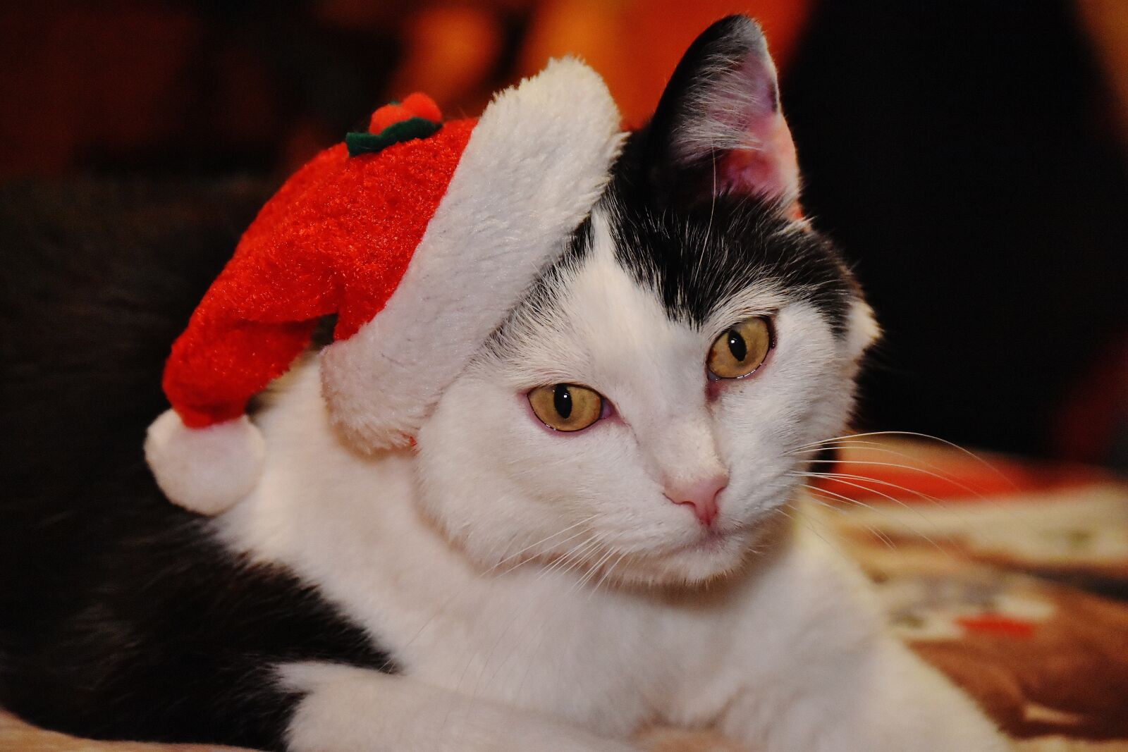 Nikon D7200 sample photo. Cat, christmas, santa hat photography