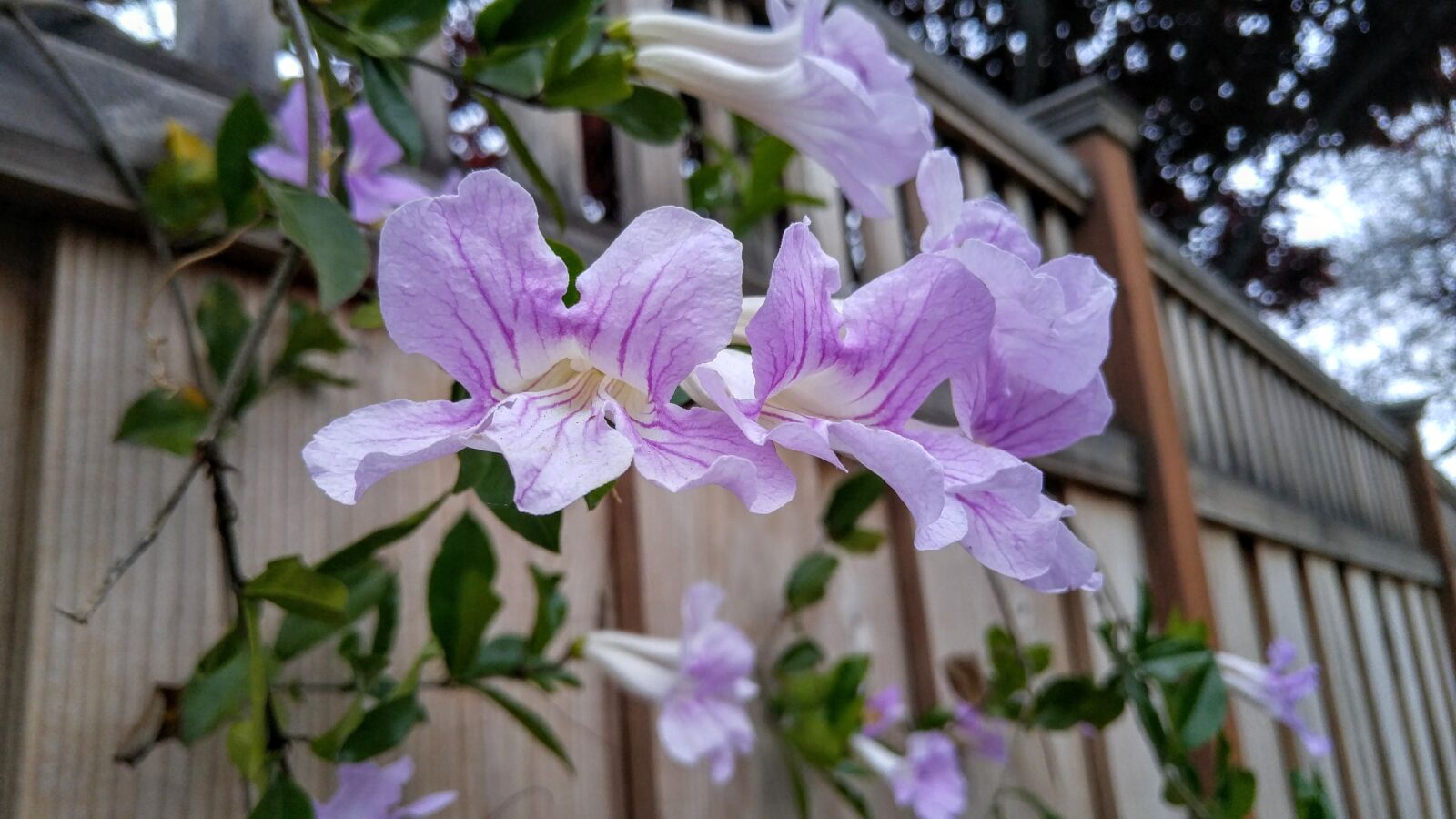 LG G4 sample photo. Purple flowers, natural, grass photography