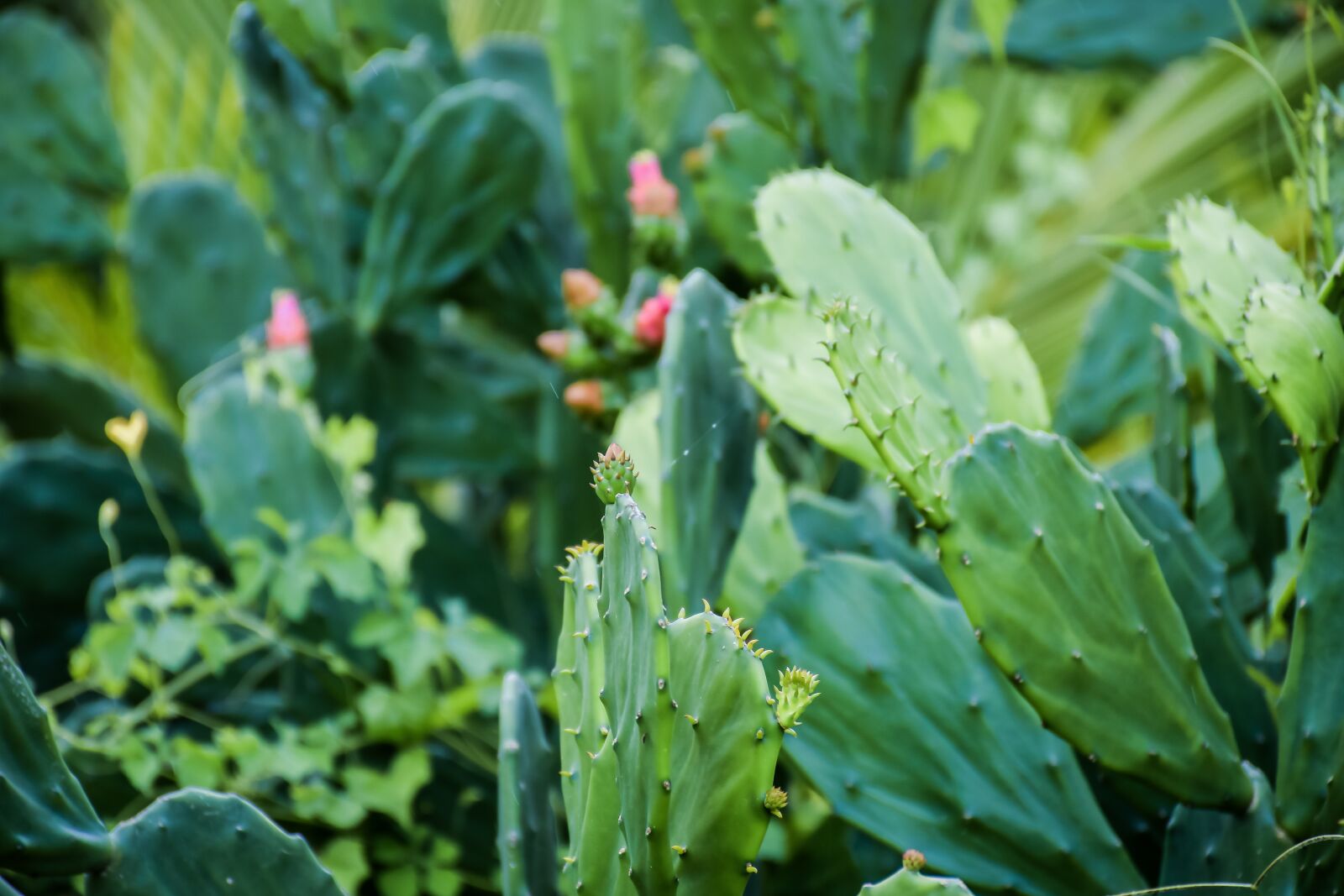 Nikon D7500 sample photo. Cactus, green, background photography
