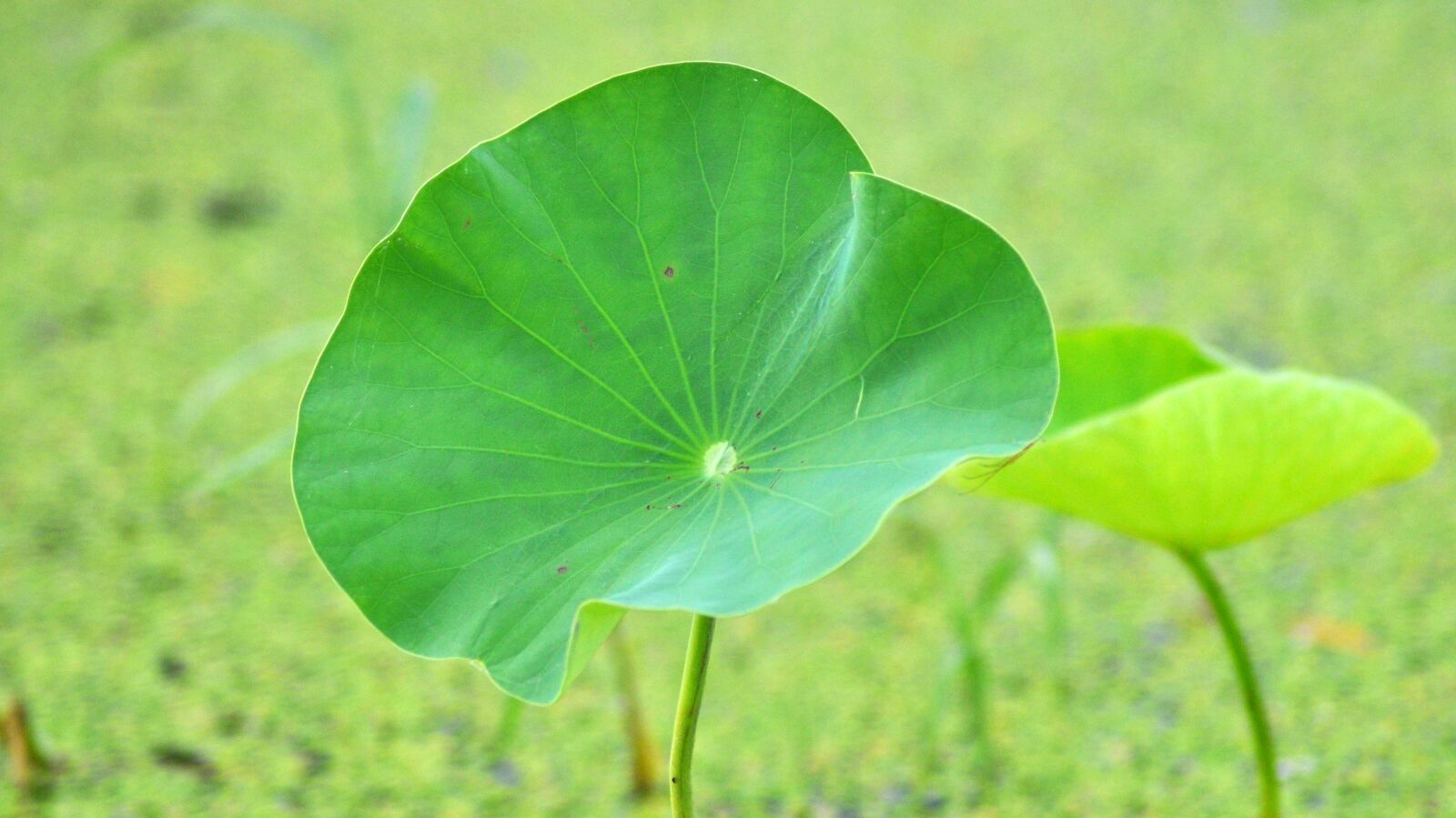 Nikon D90 sample photo. Natural, plant, aquatic plant photography