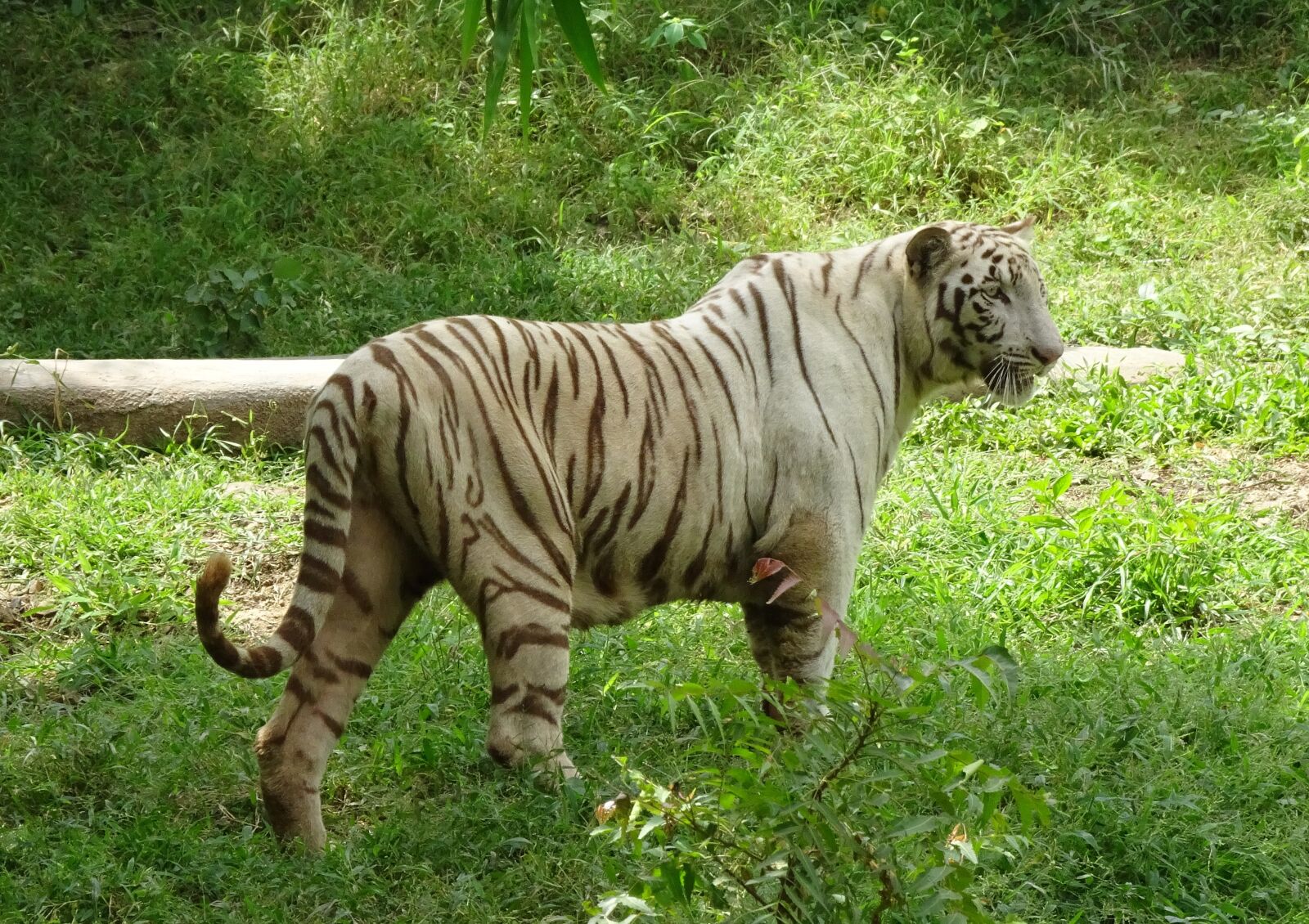 Sony Cyber-shot DSC-HX90V sample photo. Tiger, white tiger, cat photography