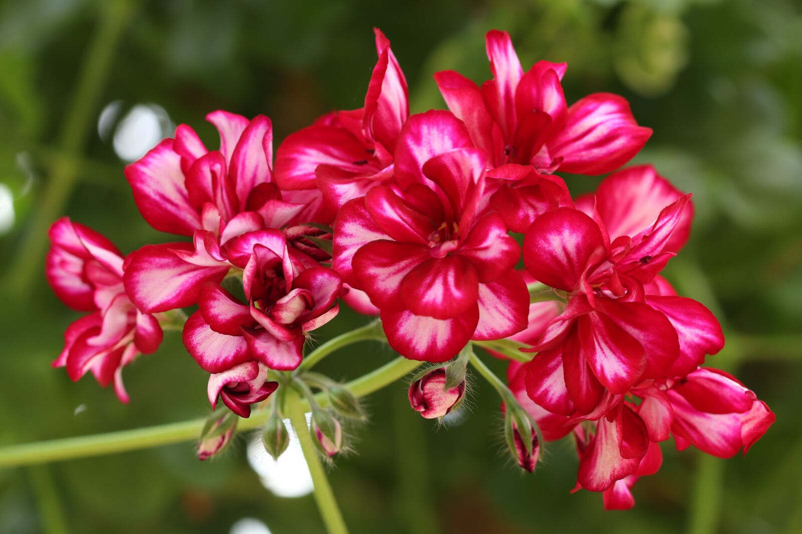 Canon EOS 80D sample photo. Flowers, geranium, red photography