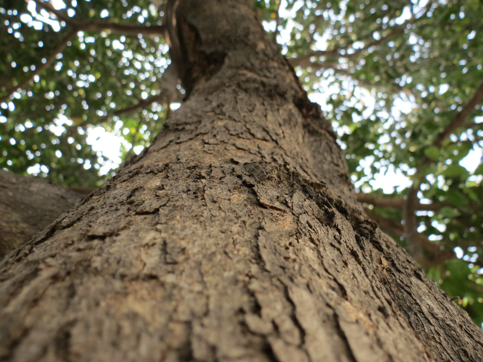 Canon PowerShot SX40 HS sample photo. K2grewal photography