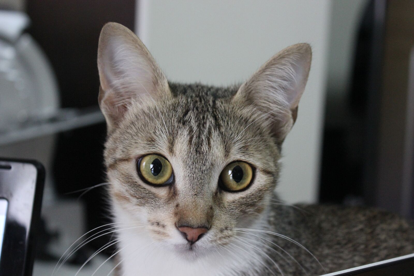 Canon EOS 550D (EOS Rebel T2i / EOS Kiss X4) sample photo. Cat, malai, domestic cat photography