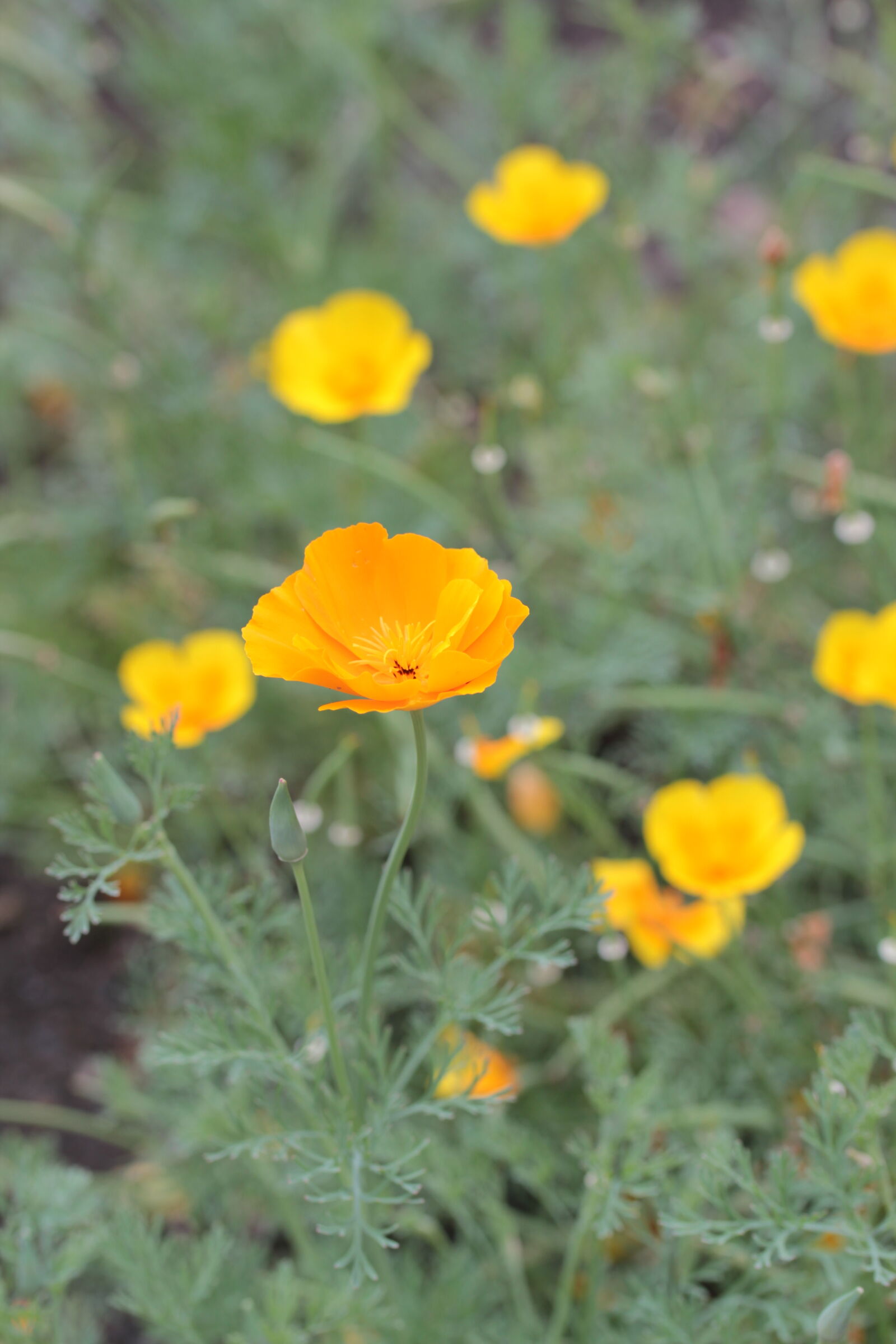 Canon EOS 550D (EOS Rebel T2i / EOS Kiss X4) sample photo. California, poppy, flowers, golden photography