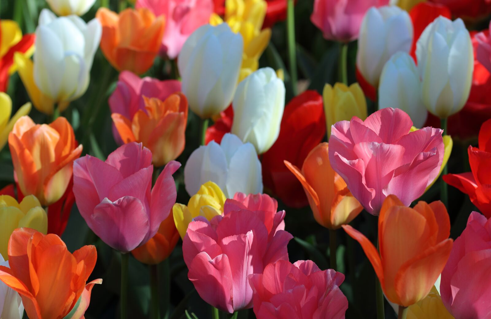 Canon EOS 80D sample photo. Tulips, garden, botanical photography