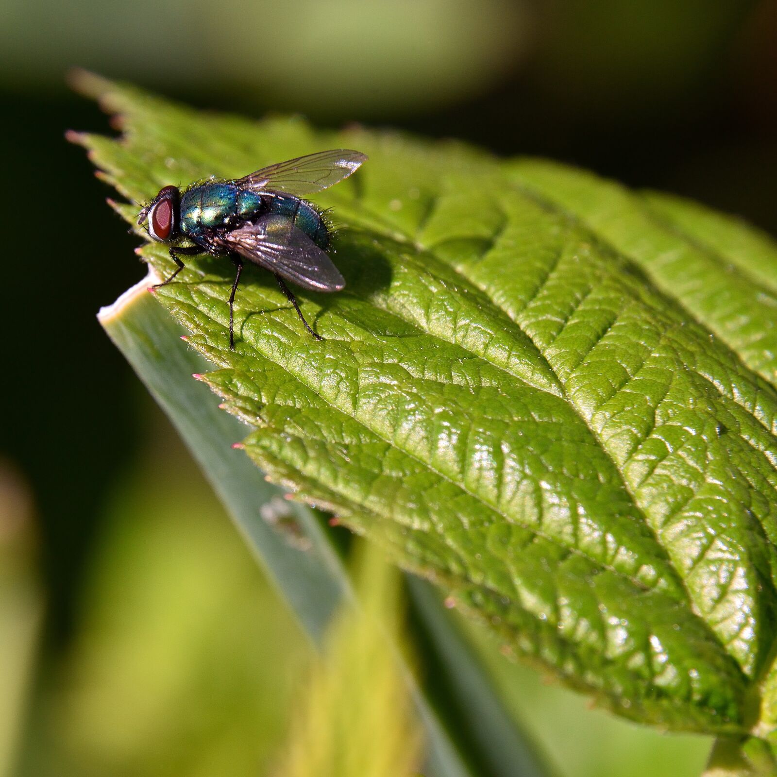 Nikon D5500 sample photo. Fly, leaf, nature photography