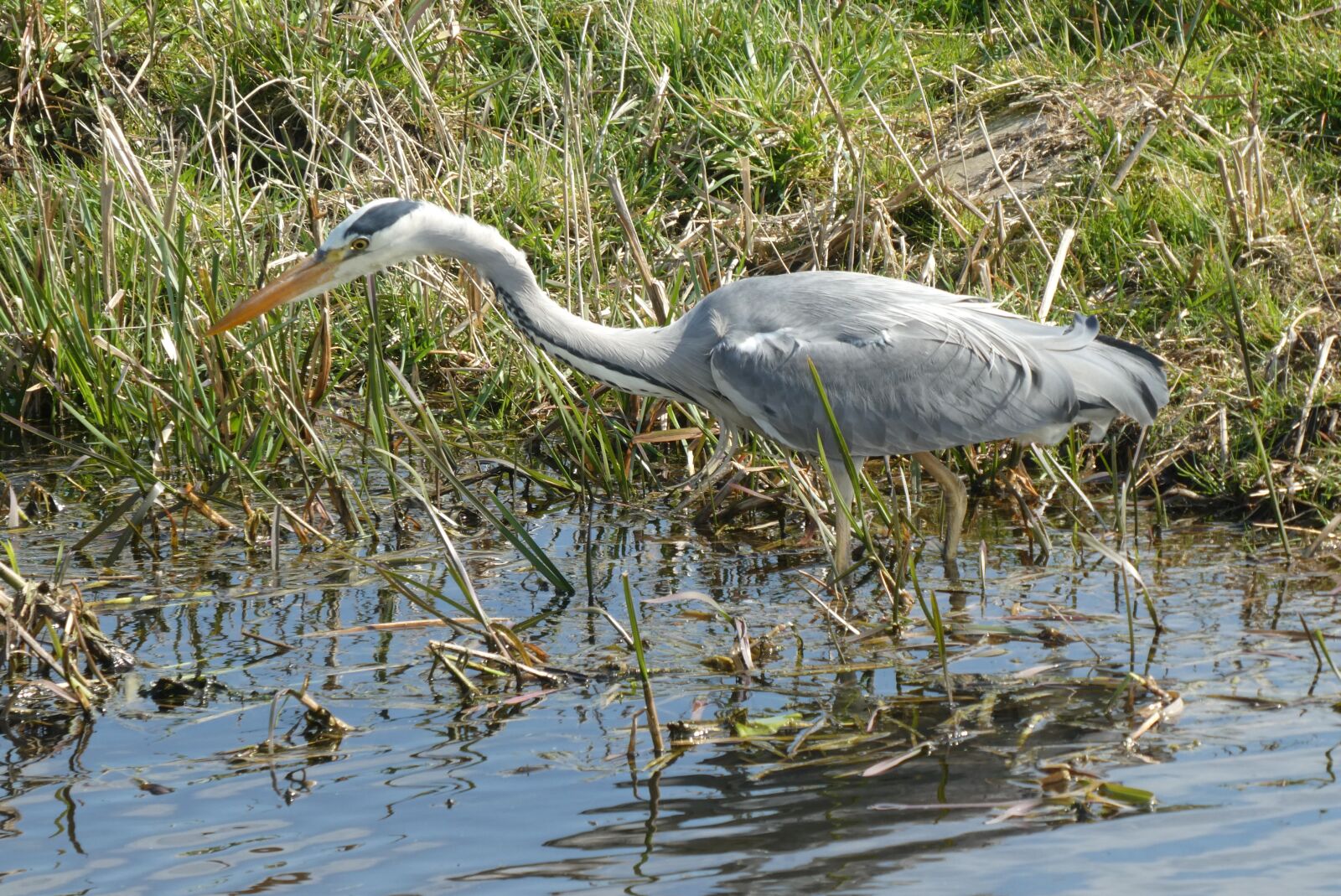 Panasonic Lumix DC-ZS70 (Lumix DC-TZ90) sample photo. Heron, bird, ditch photography