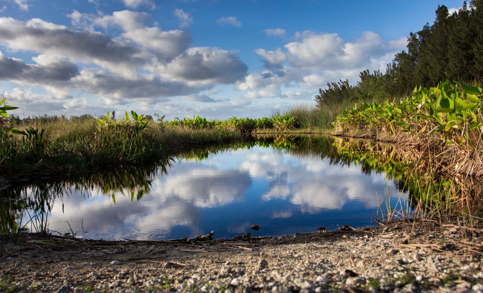 Canon EOS 60D + Canon EF 17-40mm F4L USM sample photo. Pond, florida, water photography