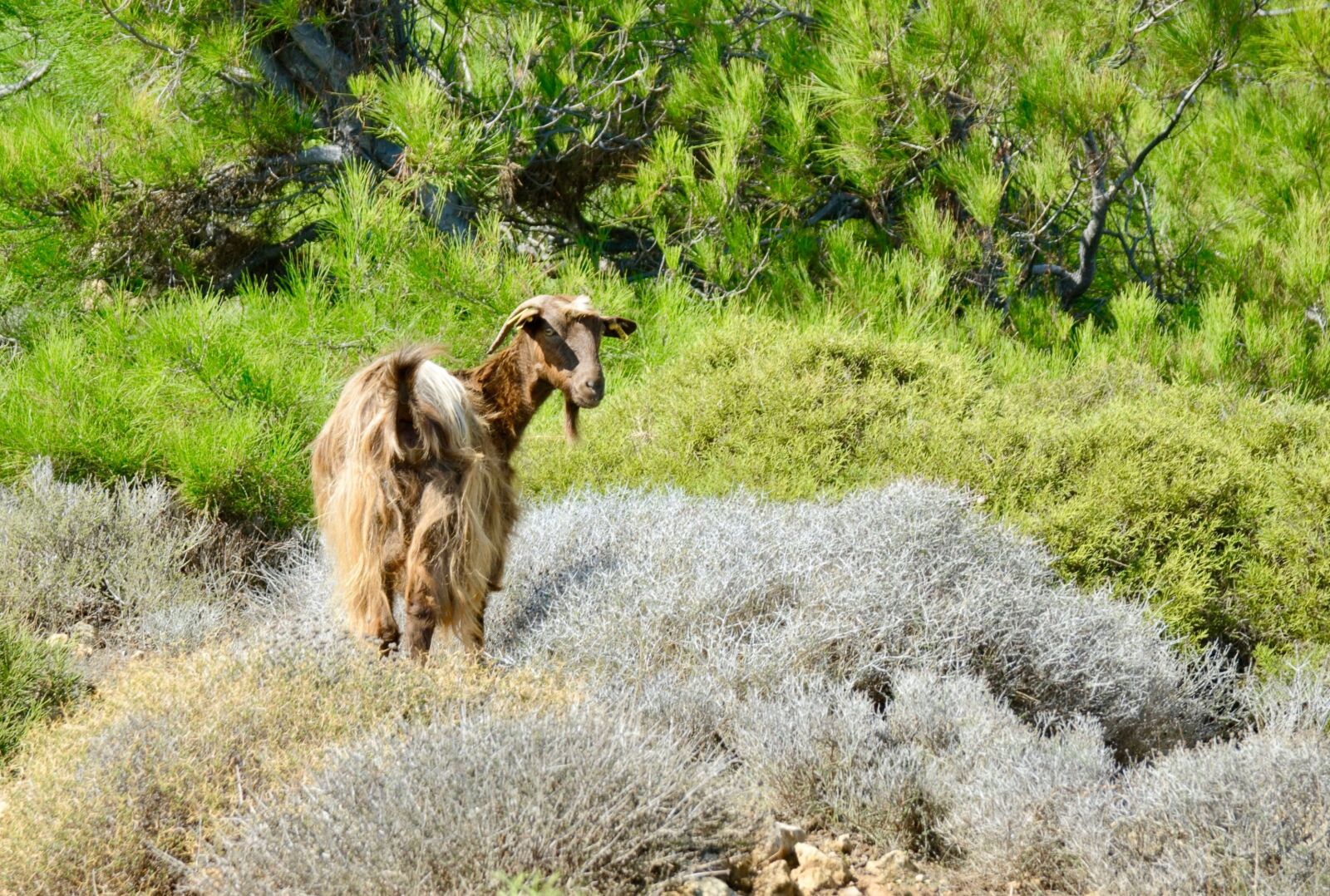Nikon D200 sample photo. Nature, the animal kingdom photography