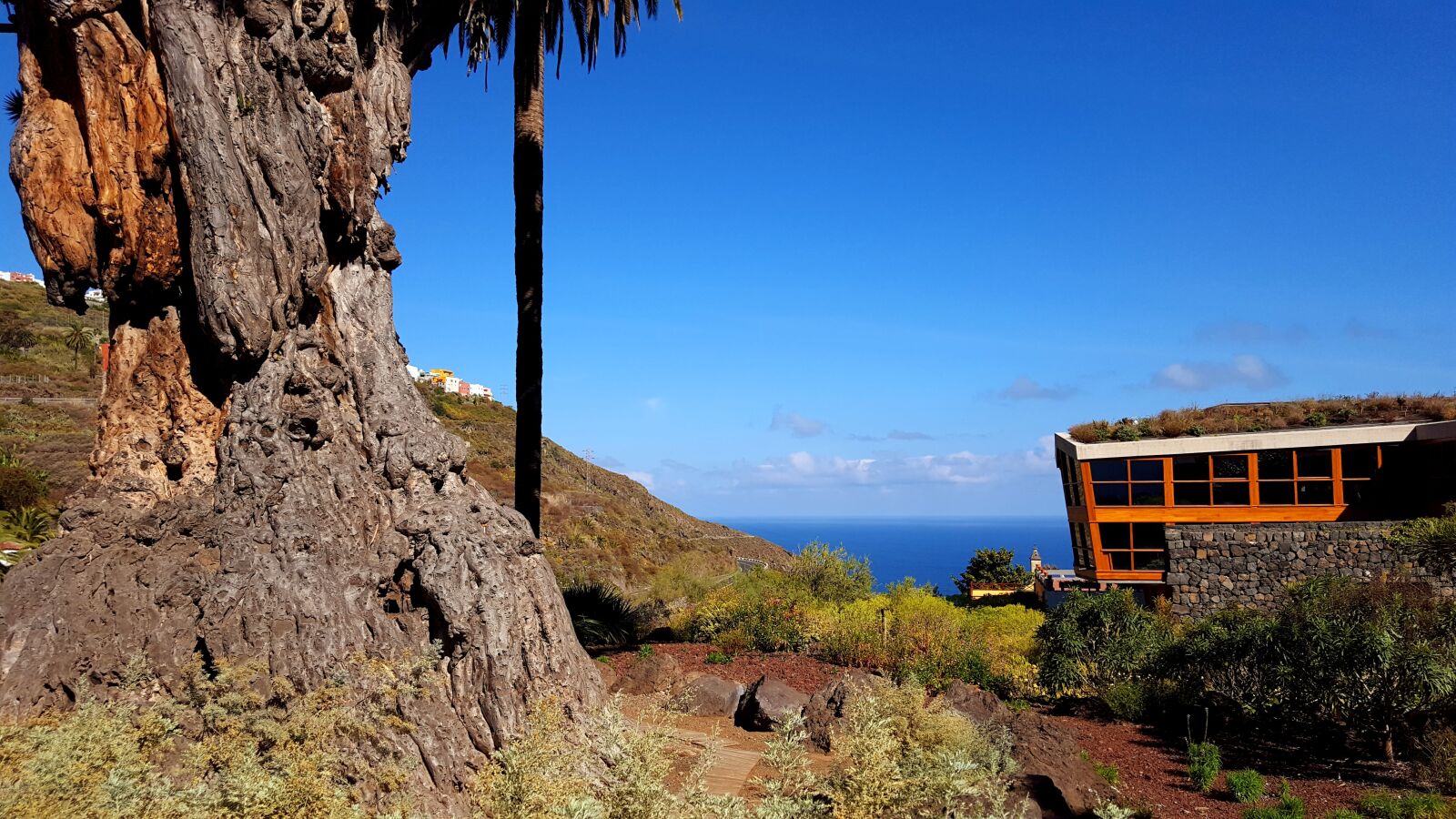 Samsung Galaxy S6 sample photo. Drago milenario, dragon tree photography