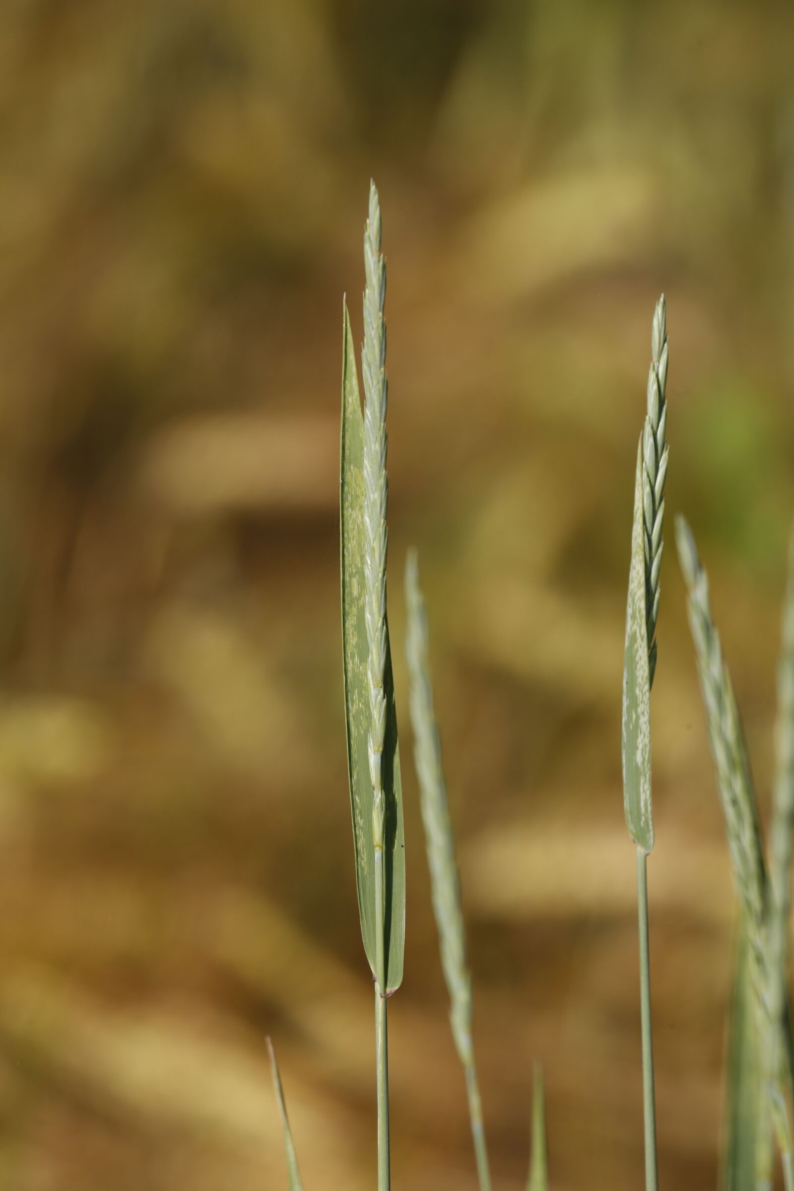 Canon EF 100-400mm F4.5-5.6L IS USM sample photo. Grasses, halme, green photography