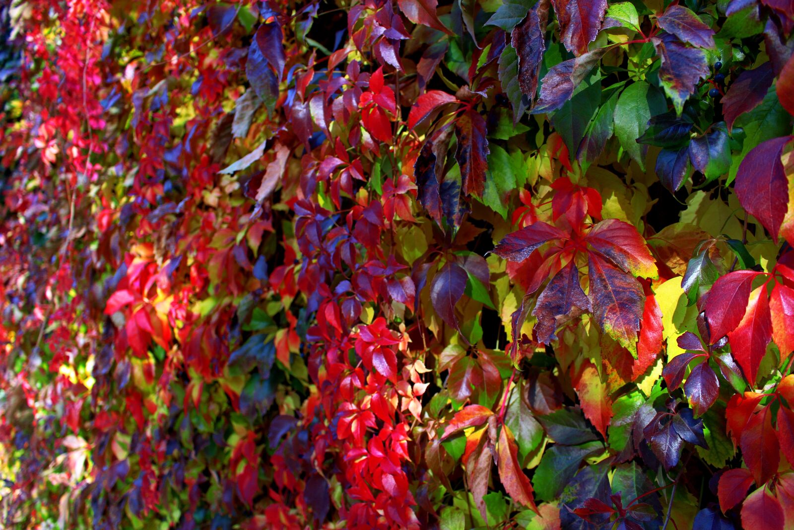Canon EOS 700D (EOS Rebel T5i / EOS Kiss X7i) sample photo. Leaves, autumn, forest photography