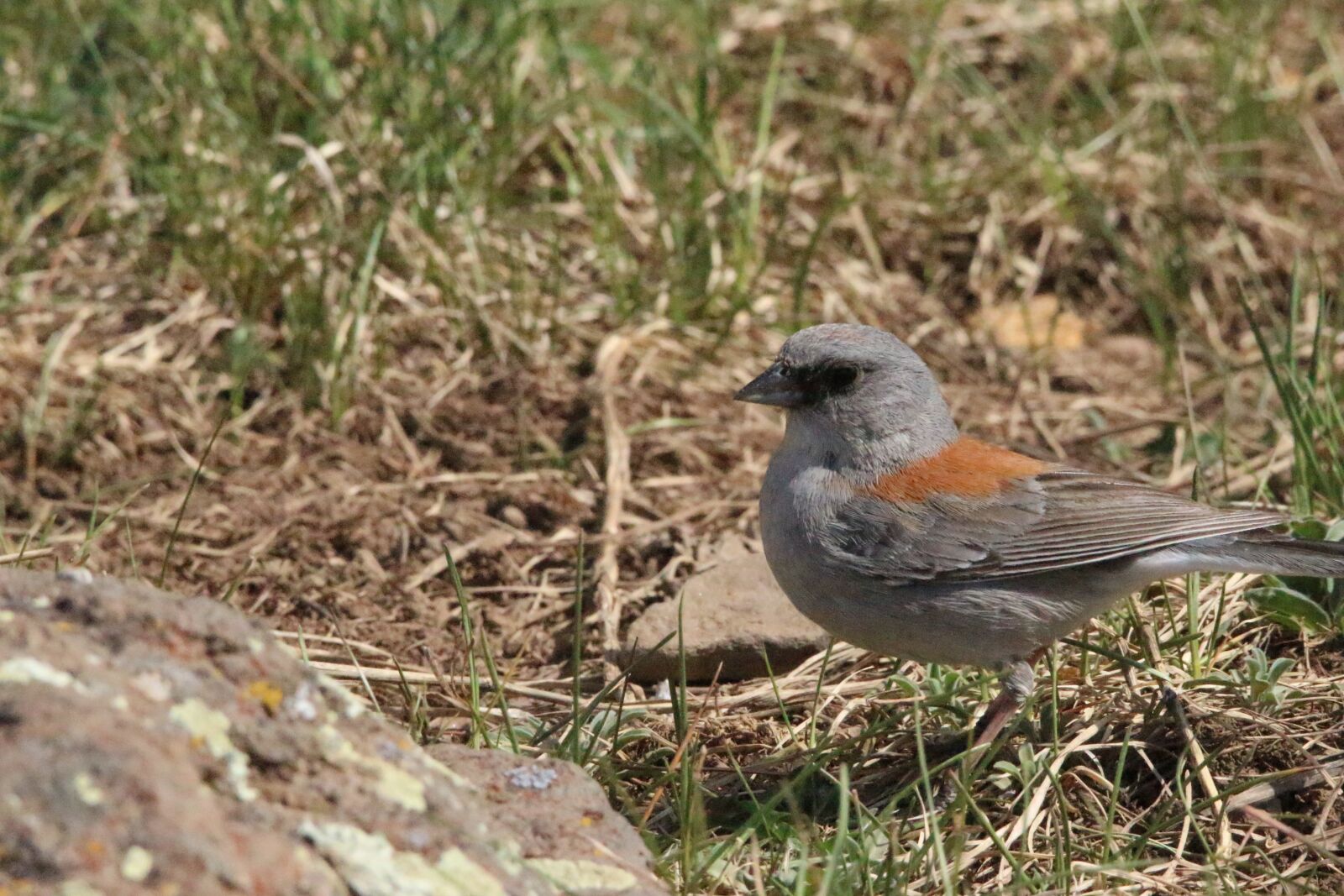 Canon EOS 100D (EOS Rebel SL1 / EOS Kiss X7) sample photo. Bird, nature, grass photography