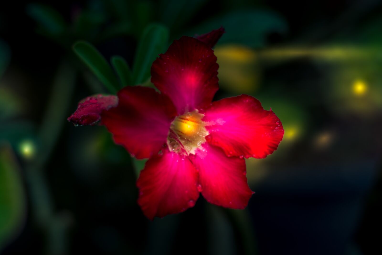 Canon EOS 700D (EOS Rebel T5i / EOS Kiss X7i) + Canon EF 50mm F1.8 STM sample photo. Invited to visit, plant photography
