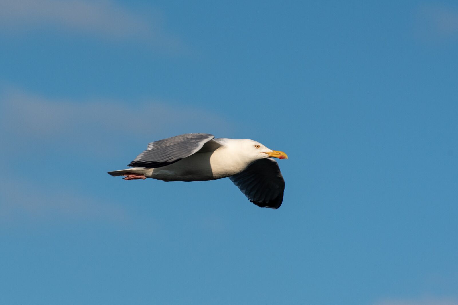 Nikon D750 sample photo. Seagull, bird, flight photography