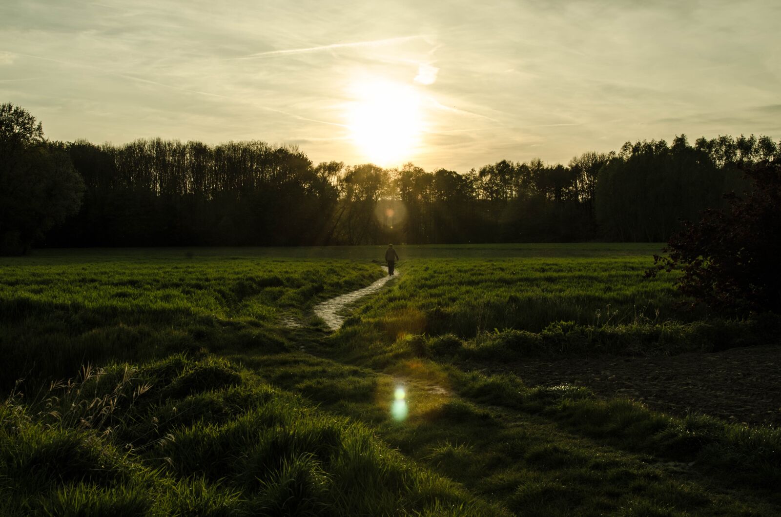 Nikon D7000 sample photo. Forest, evening, walk photography
