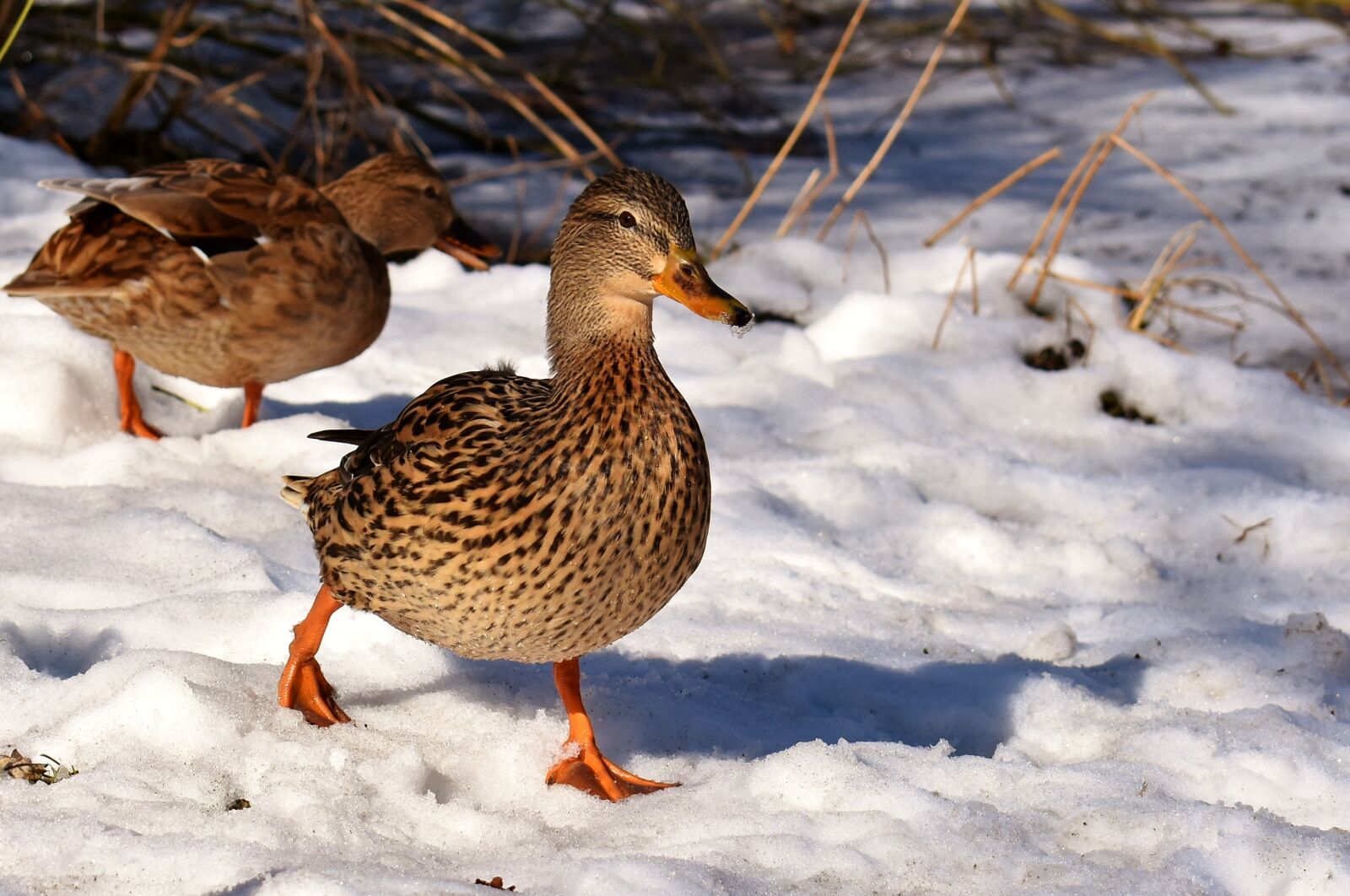 Nikon D7200 sample photo. Duck, mallard, snow photography