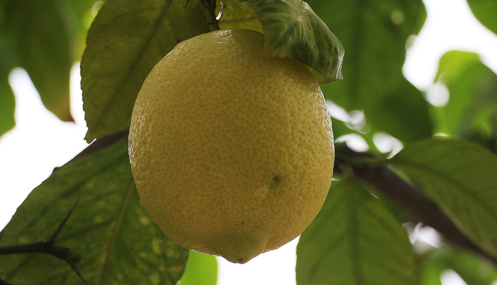 Canon EOS 550D (EOS Rebel T2i / EOS Kiss X4) sample photo. Lemon, citrus fruit, lemon photography