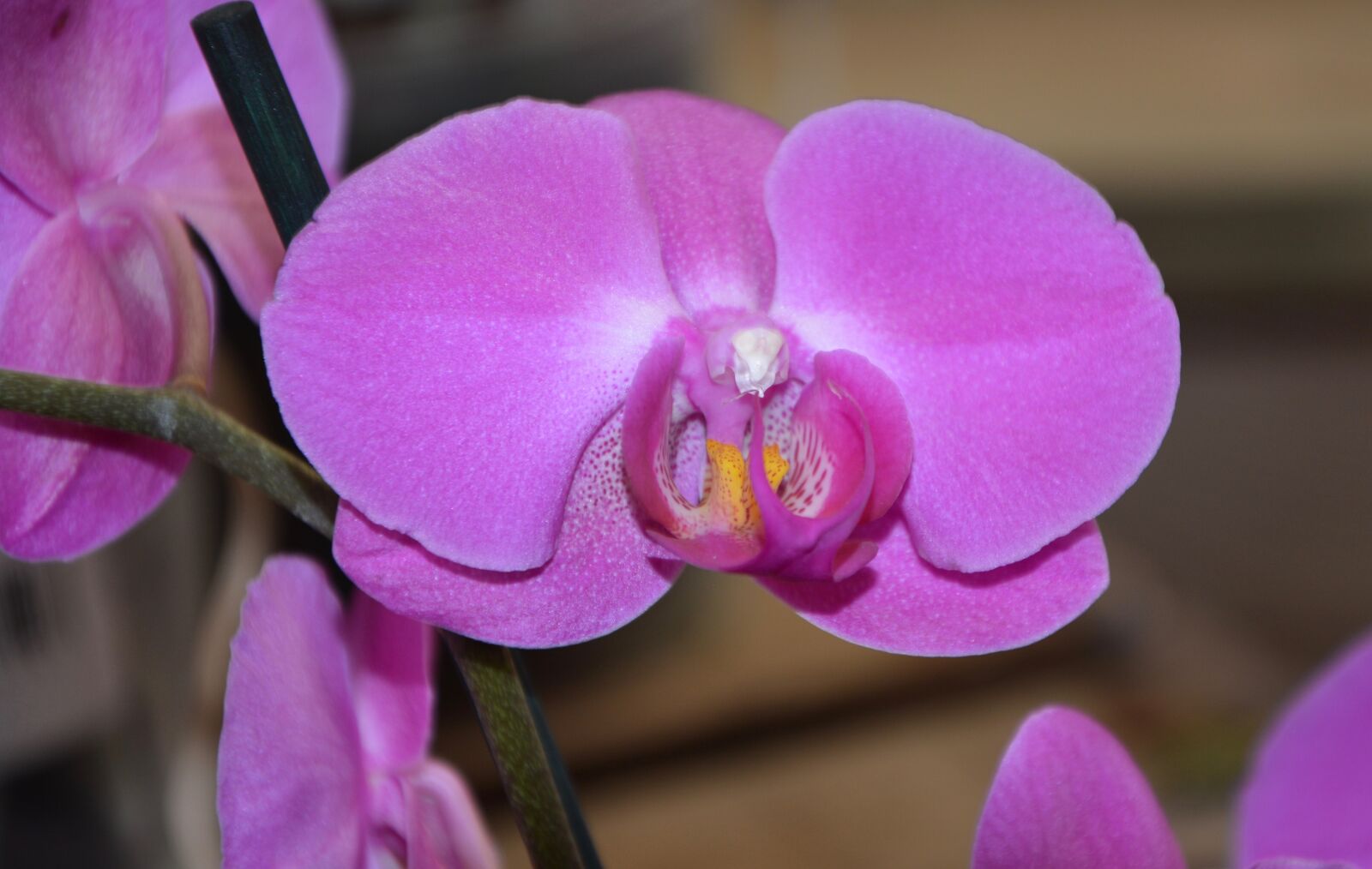 Nikon D5200 sample photo. Flower orchid, violet colour photography