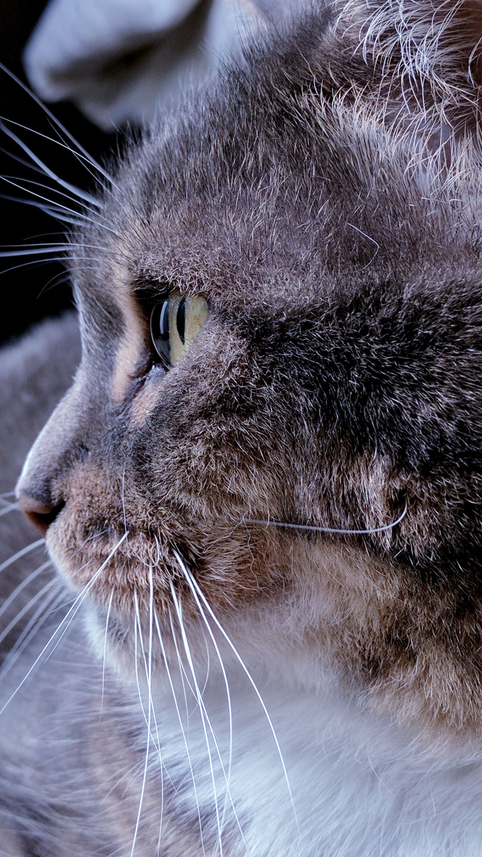Google Nexus 6P sample photo. Cat, cats, eyes, eyes photography