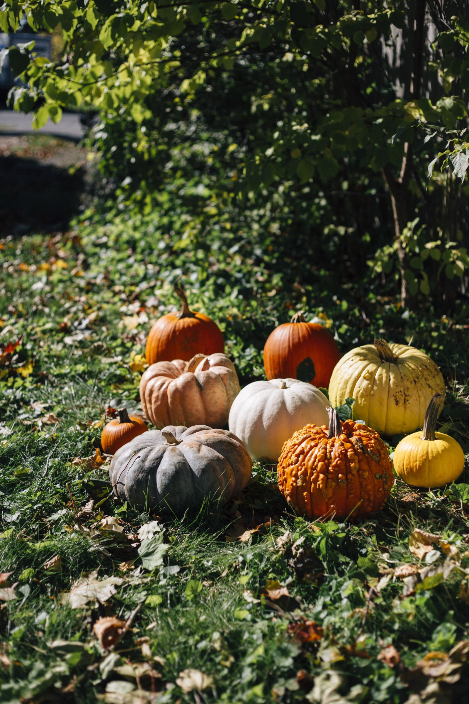 Canon EF 50mm F1.8 II sample photo. Pumpkins, fall, pumpkin photography