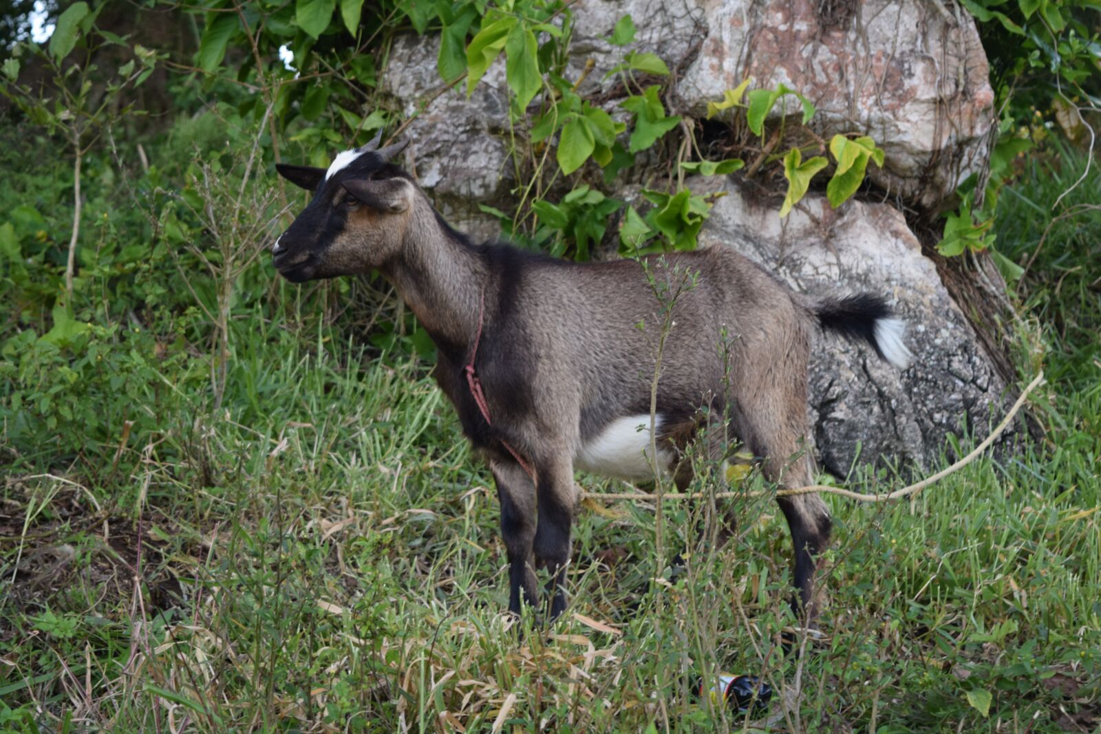 Nikon D3300 sample photo. Goat, kid, animal photography